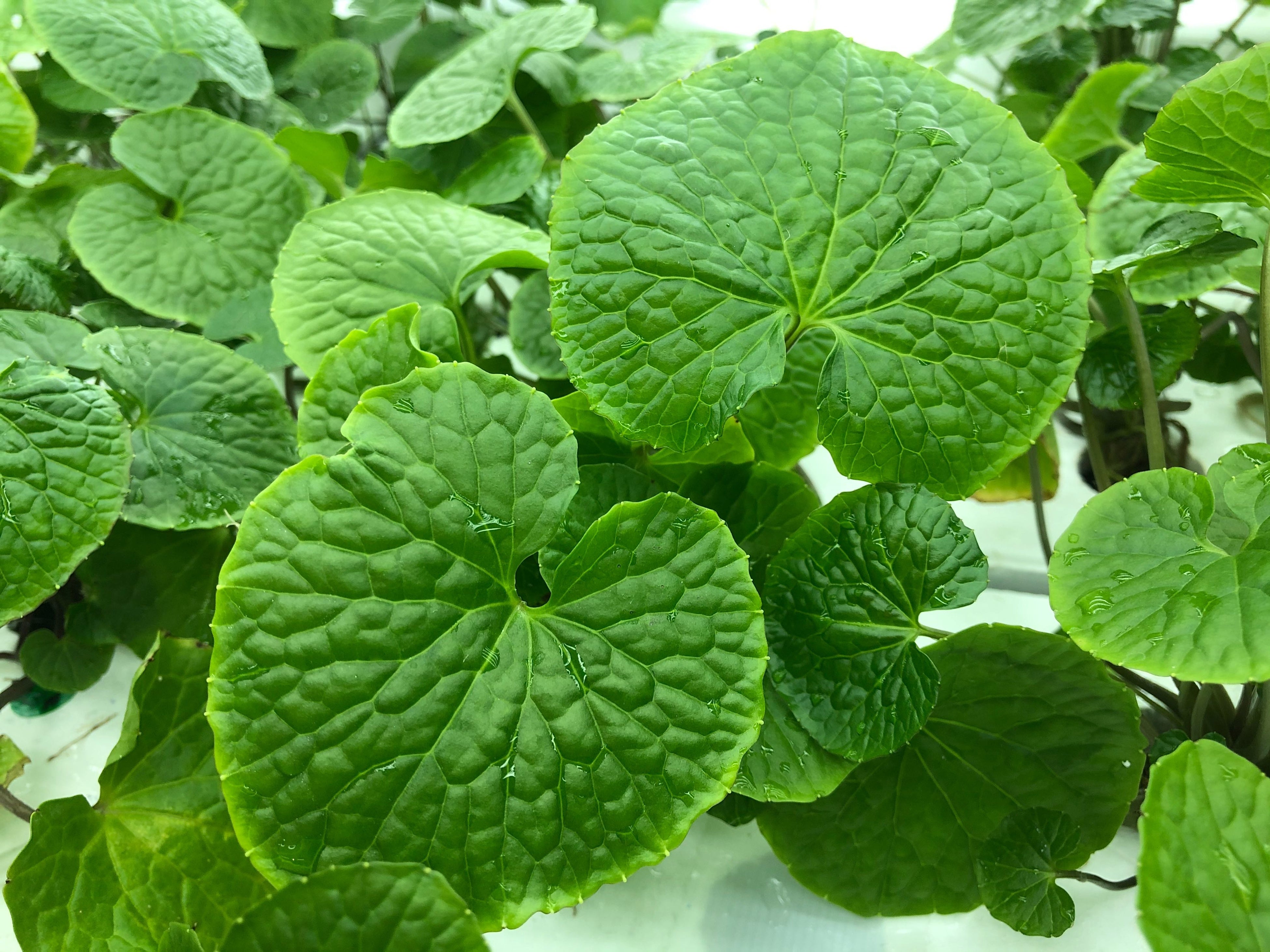 研究栽培中のわさび