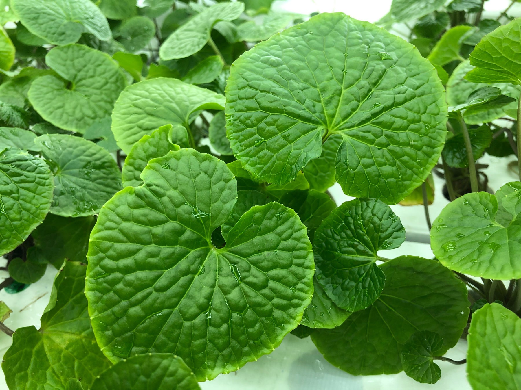 研究栽培中のわさび