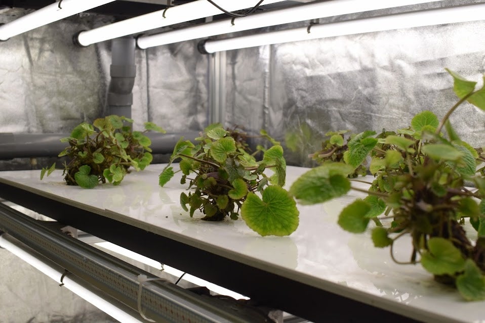 R&Dセンター内のわさびたち