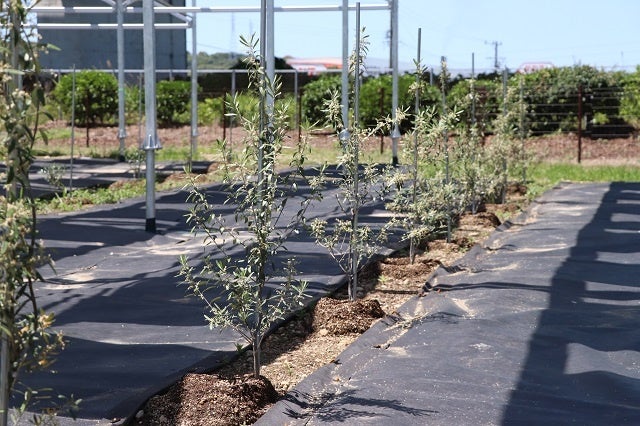 オリーブの苗木