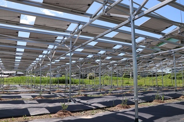 掛川市の荒廃農地に建設したソーラーシェアリング 「サファLink -ファーム掛川-」