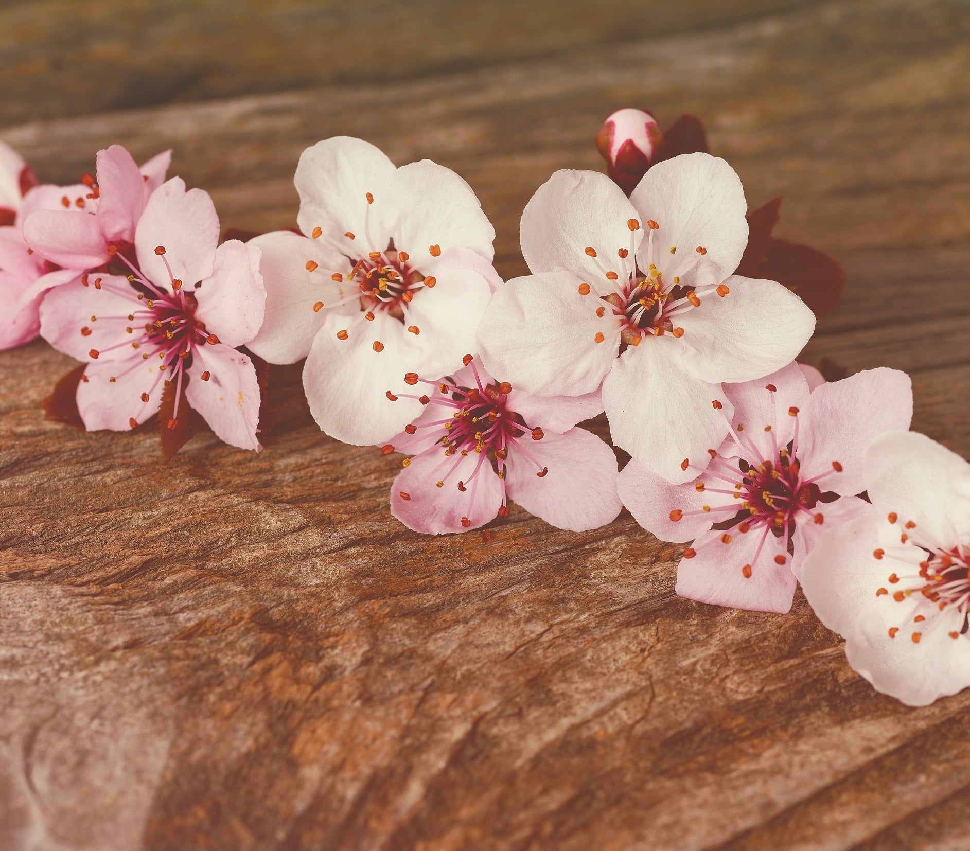 （桜のリースイメージ）