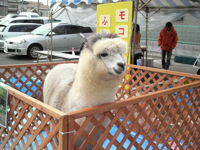 ＜アルパカ（イメージ）＞