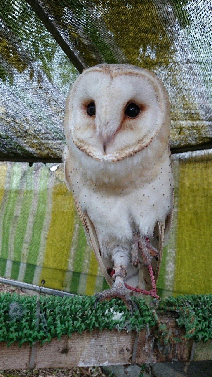 ＜メンフクロウ（イメージ）＞