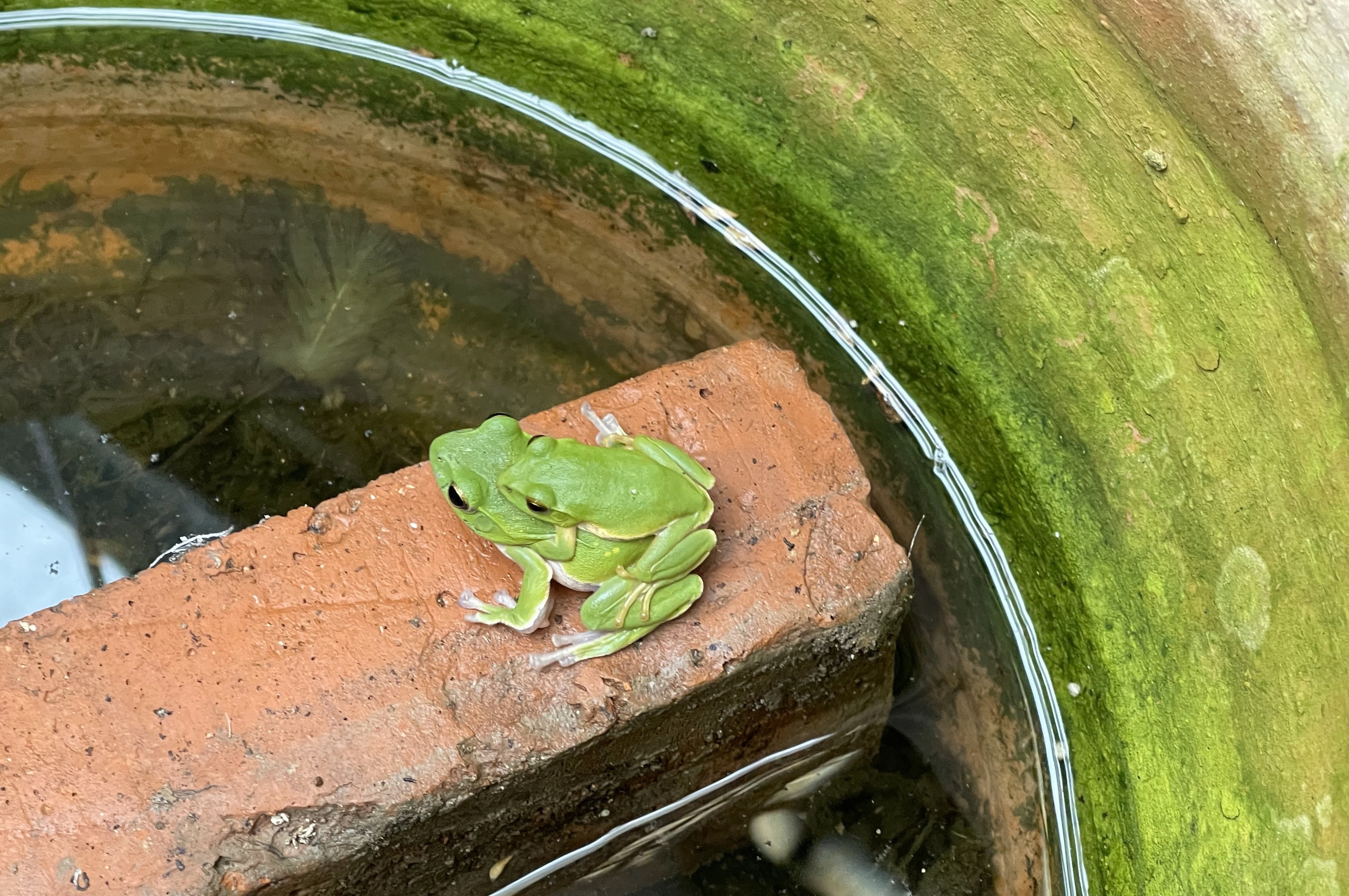 モリアオガエルのカップル