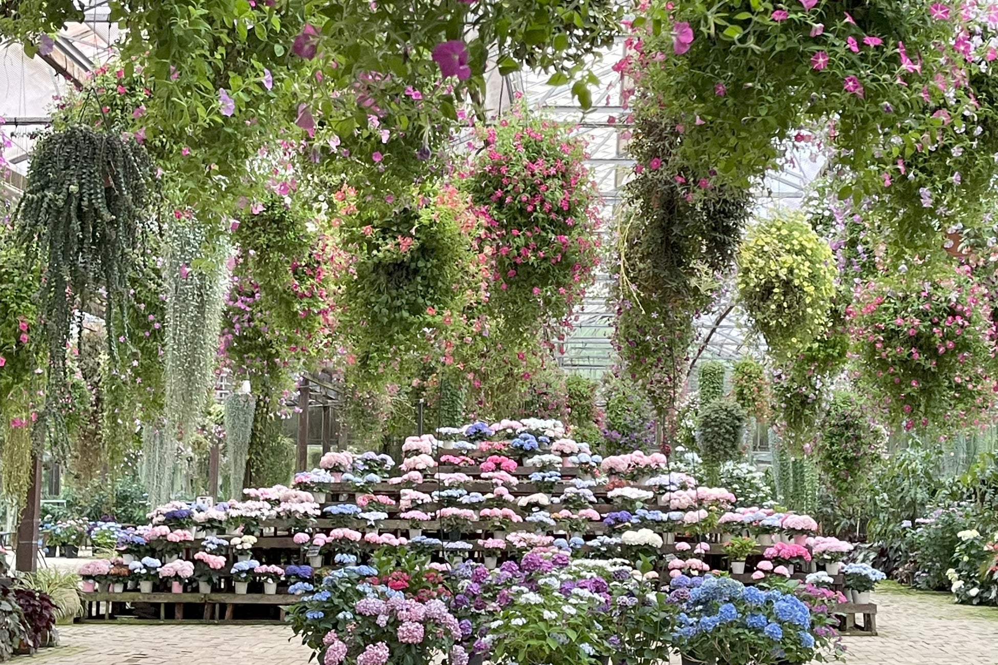 温室内のアジサイヒルズ