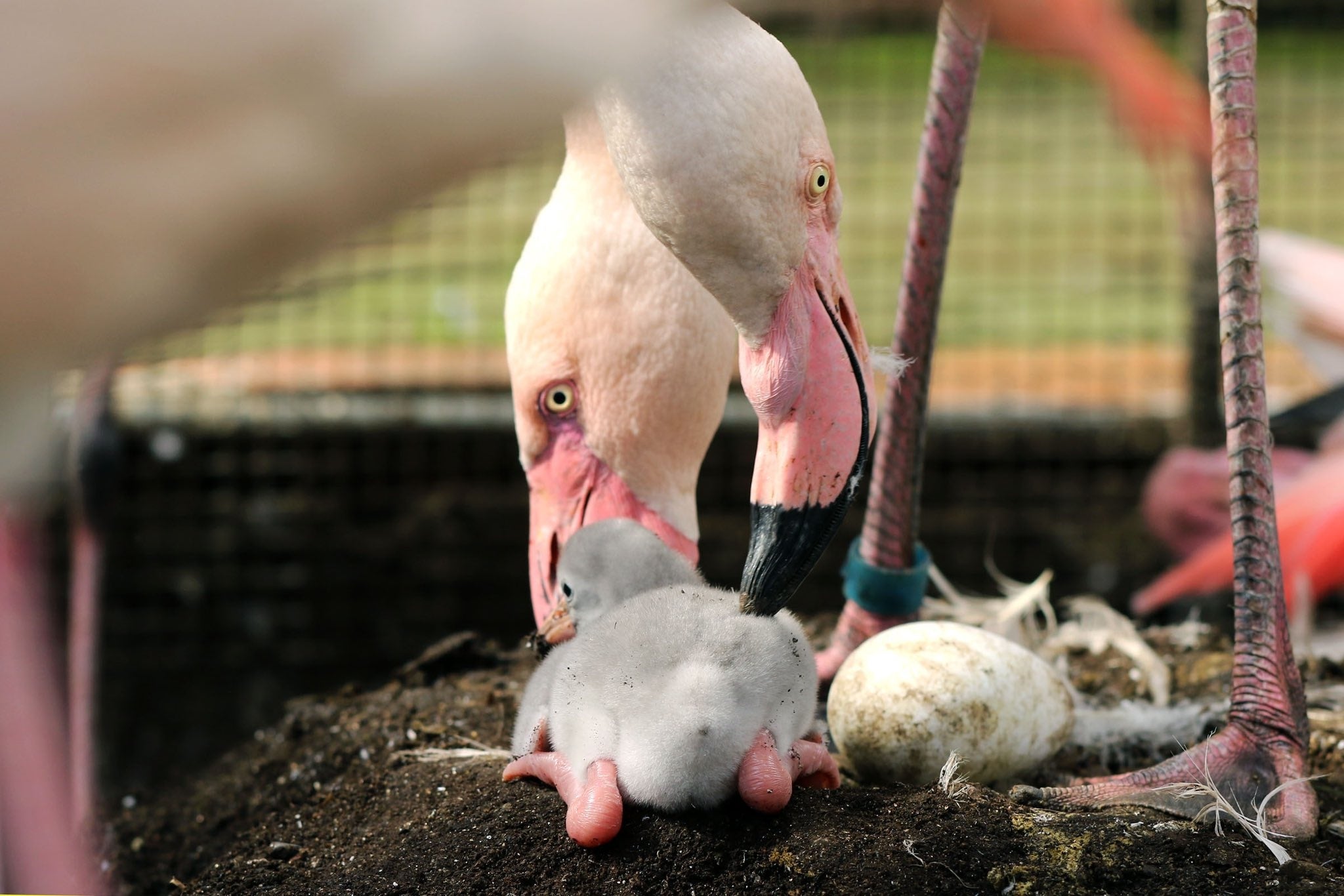 ヨーロッパフラミンゴのひなちゃん