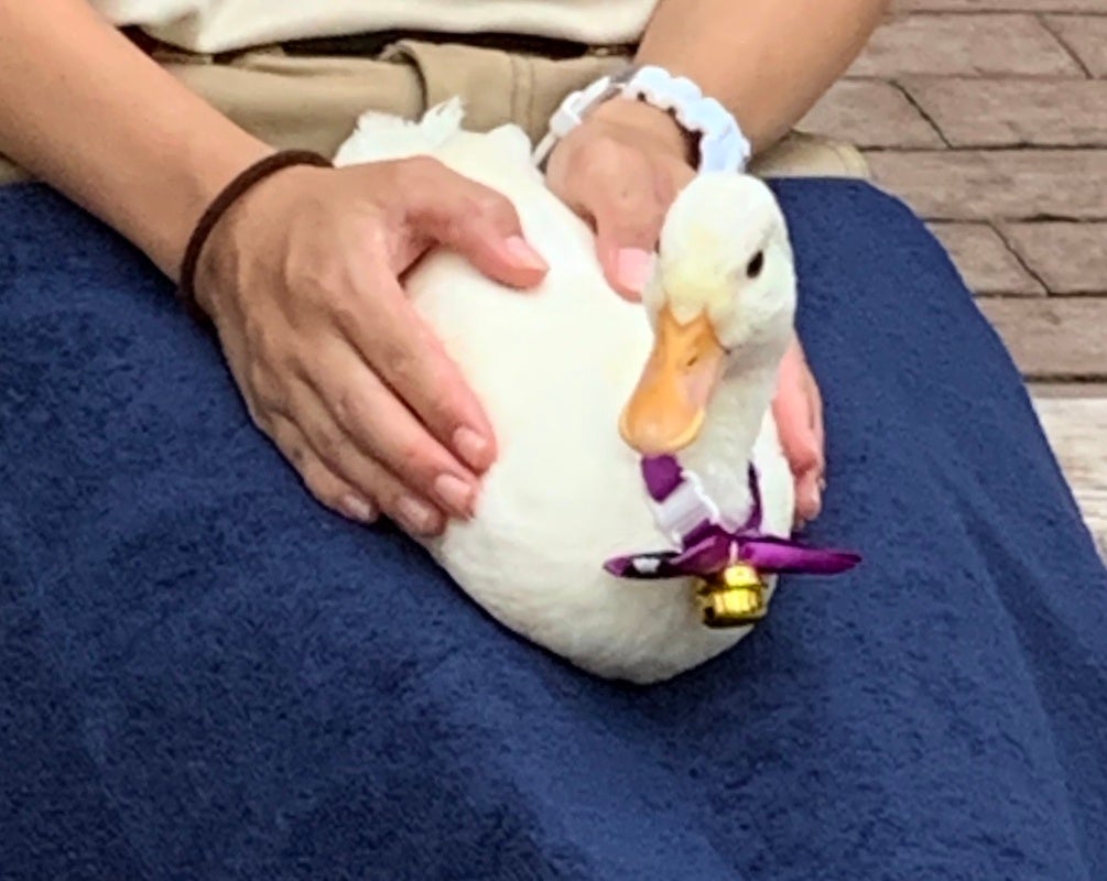 だいふく君の膝のせ