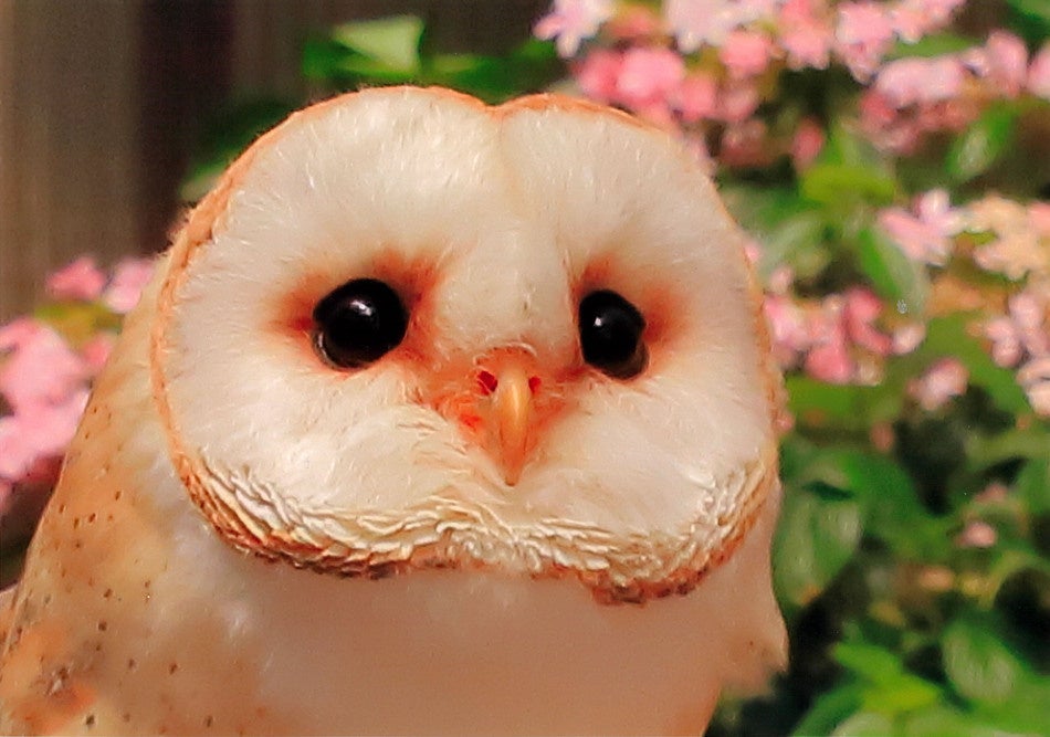 2022年最優秀賞　稲葉　絹子様　「ベビーフェイス」