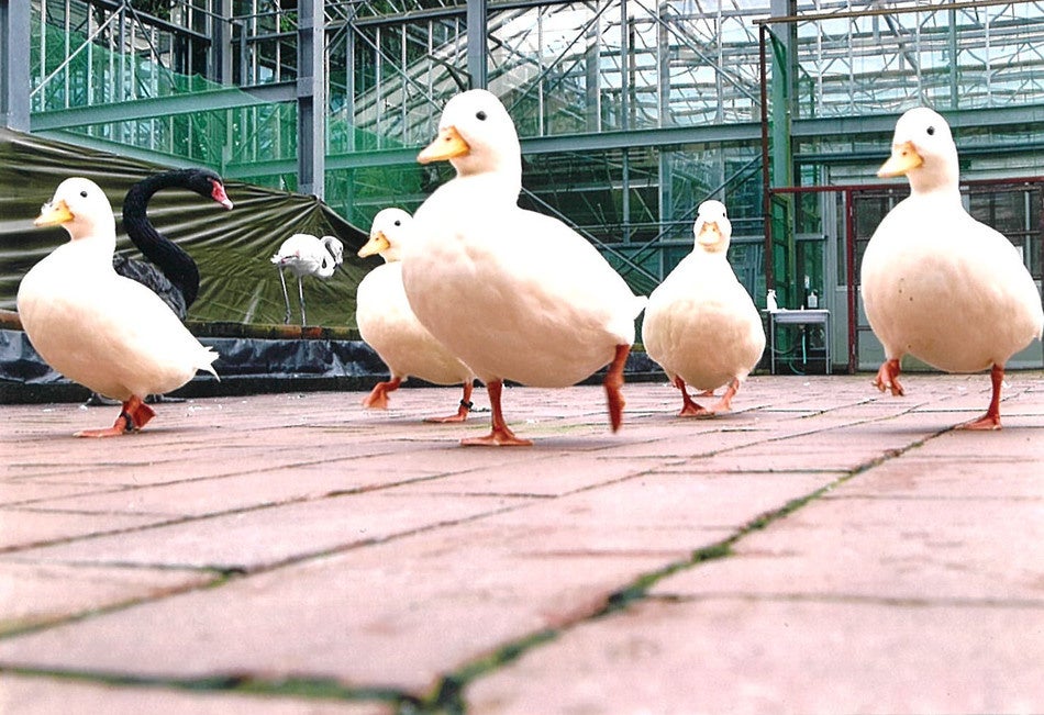 2022年入省　宮川　陽子様「ダックの大行進」