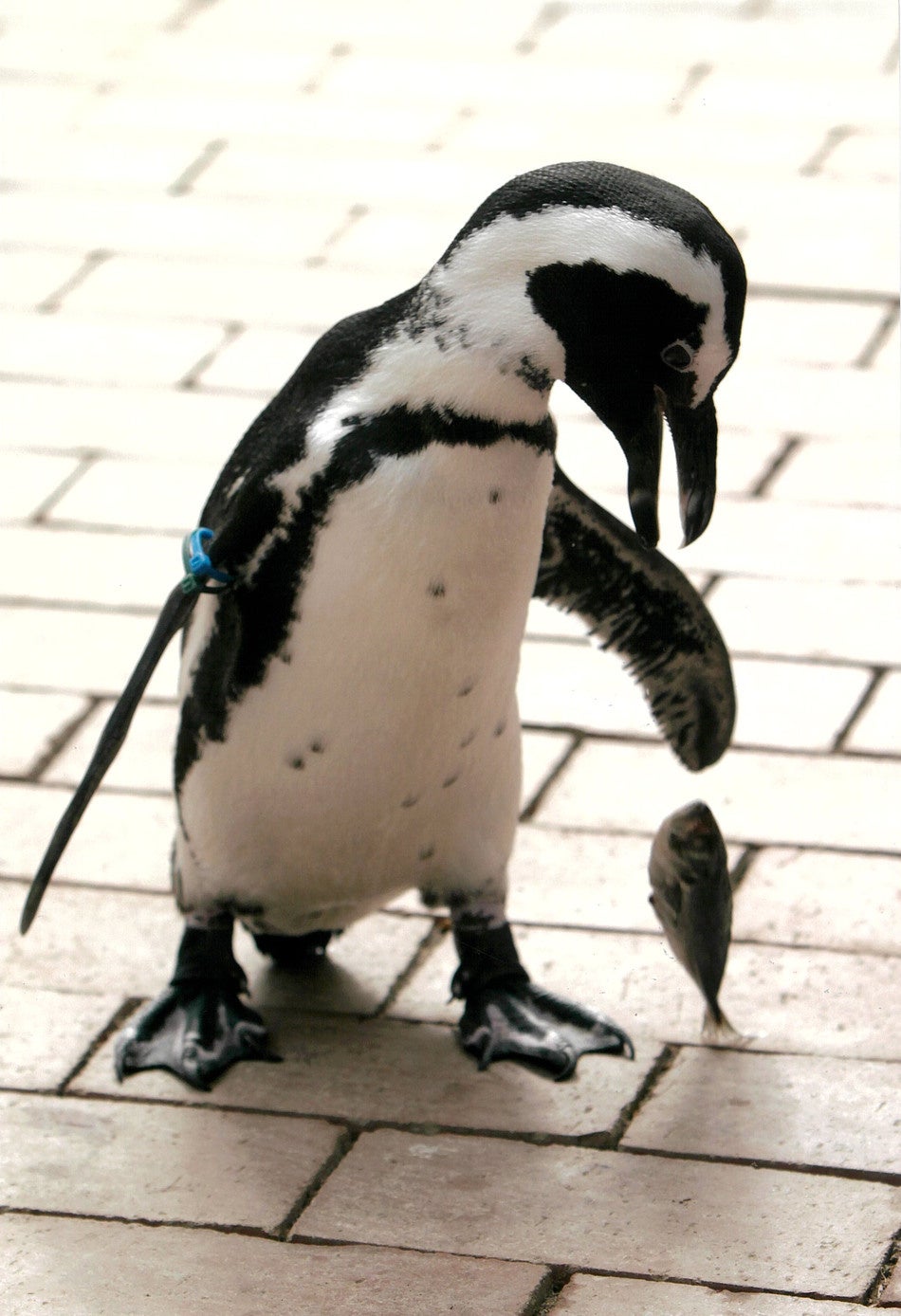 2022年特別賞　鬼頭　伯明様　タイトル「おさかなさんもおさんぽするの？」