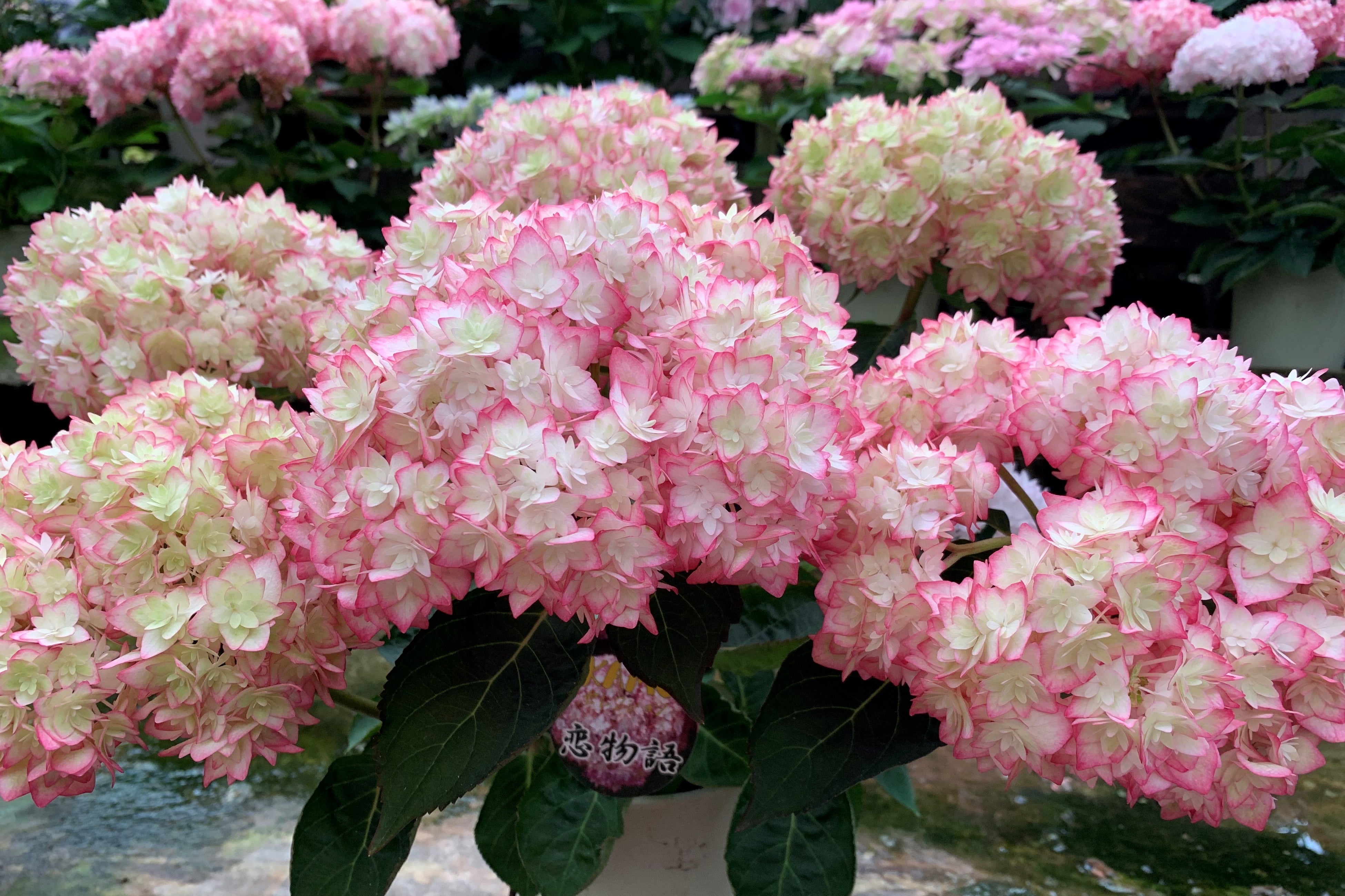 加茂セレクション「恋物語」