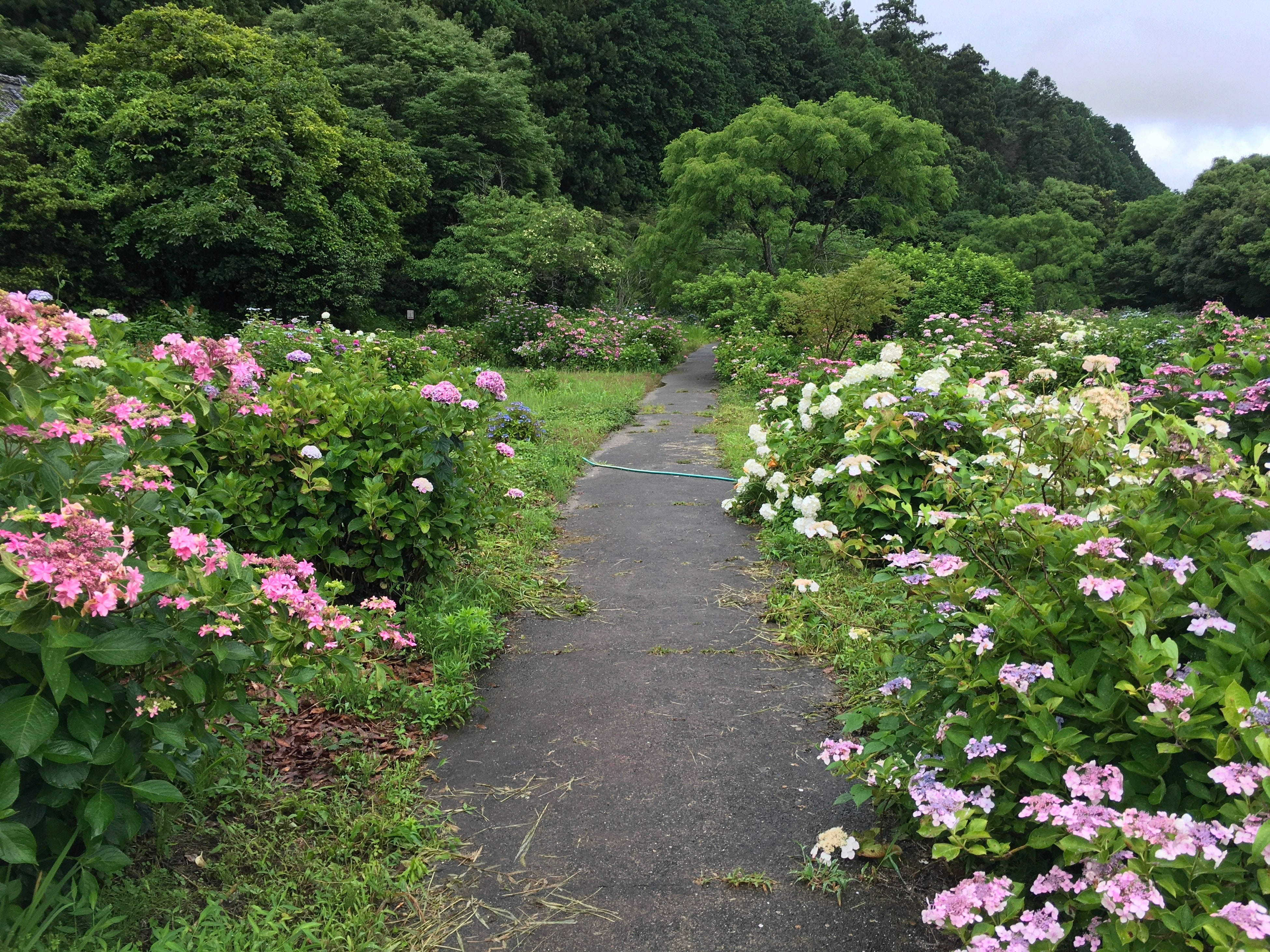 アジサイロードの現状