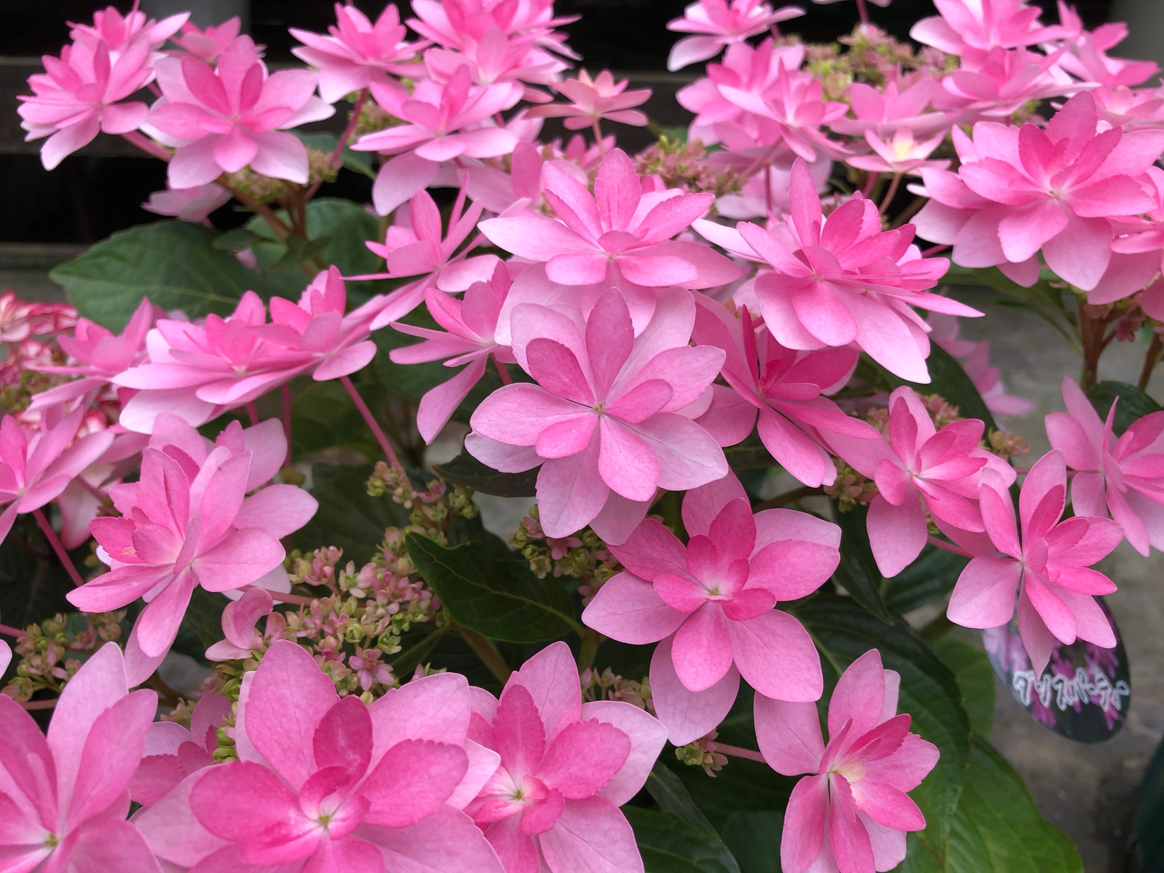 加茂セレクション「ダンスパーティー」