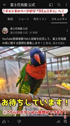 富士花鳥園YouTubeチャンネル700人突破記念!鳥に関する質問募集中!5月19日締切 富士花鳥園YouTubeチャンネル700人突破記念!鳥に関する質問募集中!5月19日締切