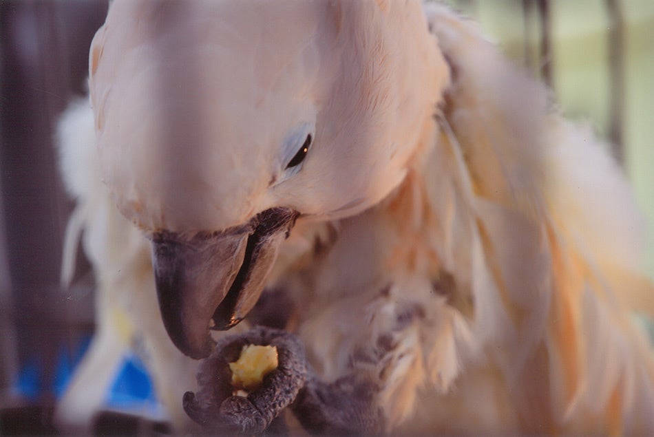 富士花鳥園 静岡県富士宮市 鳥たち 花たち お客様に 心も身体も温まる空間を 加茂株式会社のプレスリリース 富士花鳥園 静岡県富士宮市 鳥たち 花たち お客様に 心も身体も温まる空間を 加茂株式会社のプレスリリース