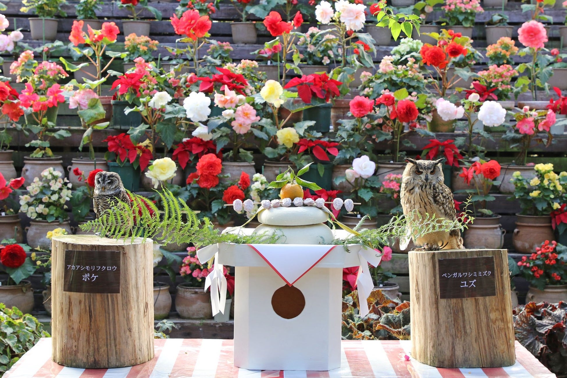 富士花鳥園 静岡県富士宮市 鏡餅フクロウで新年を祝う 加茂株式会社のプレスリリース 富士花鳥園 静岡県富士宮市 鏡餅フクロウで新年を祝う 加茂株式会社のプレスリリース