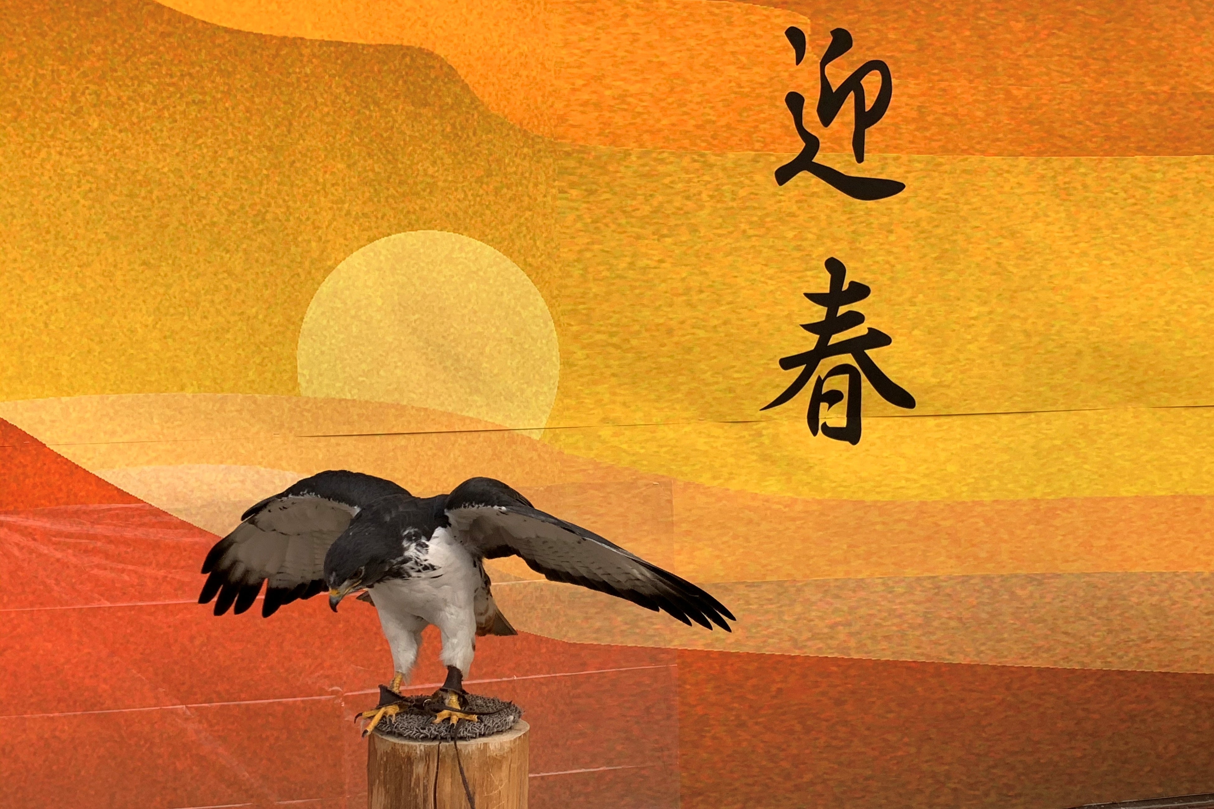 ヨゲンノスリのアポロンもお出迎え