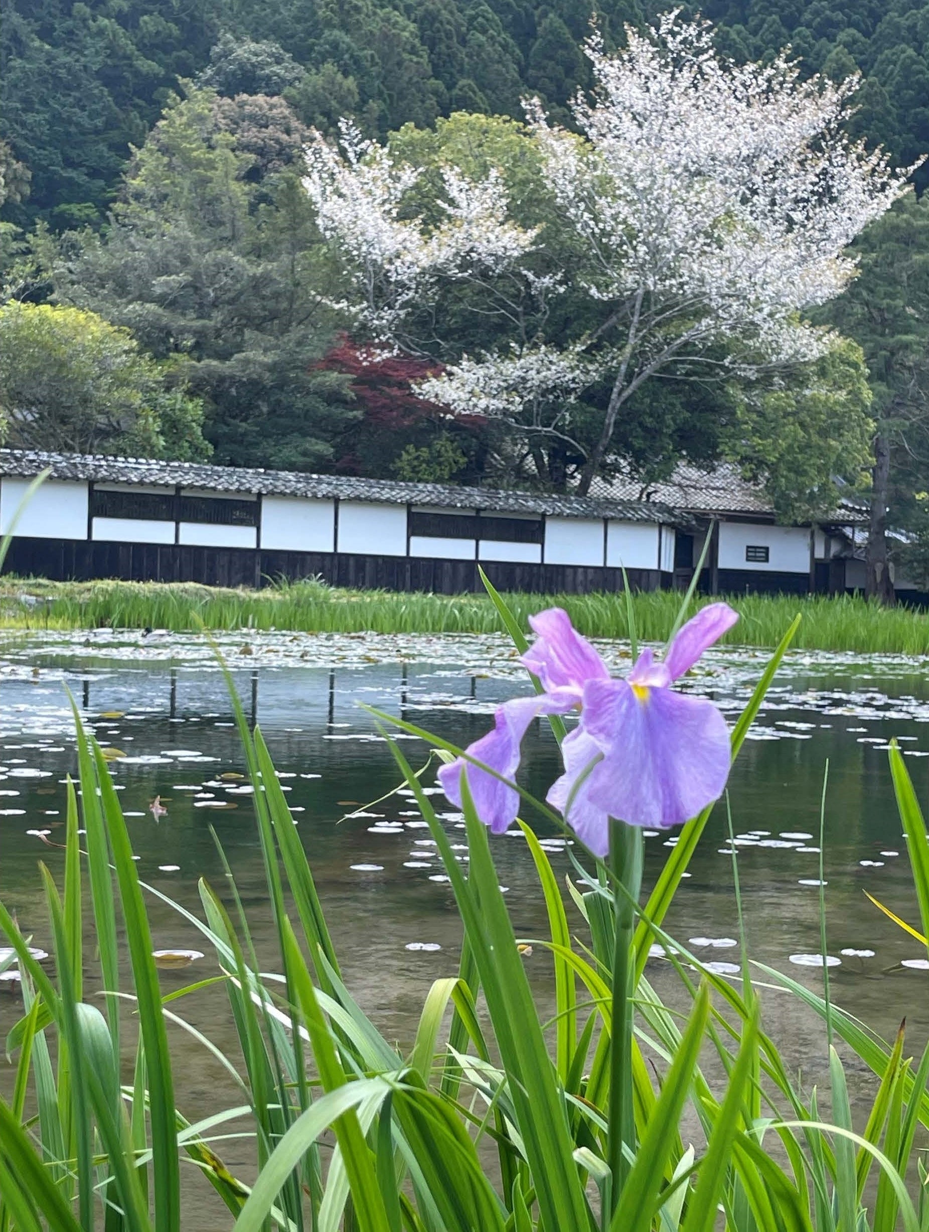 早咲き花菖蒲と庄屋屋敷