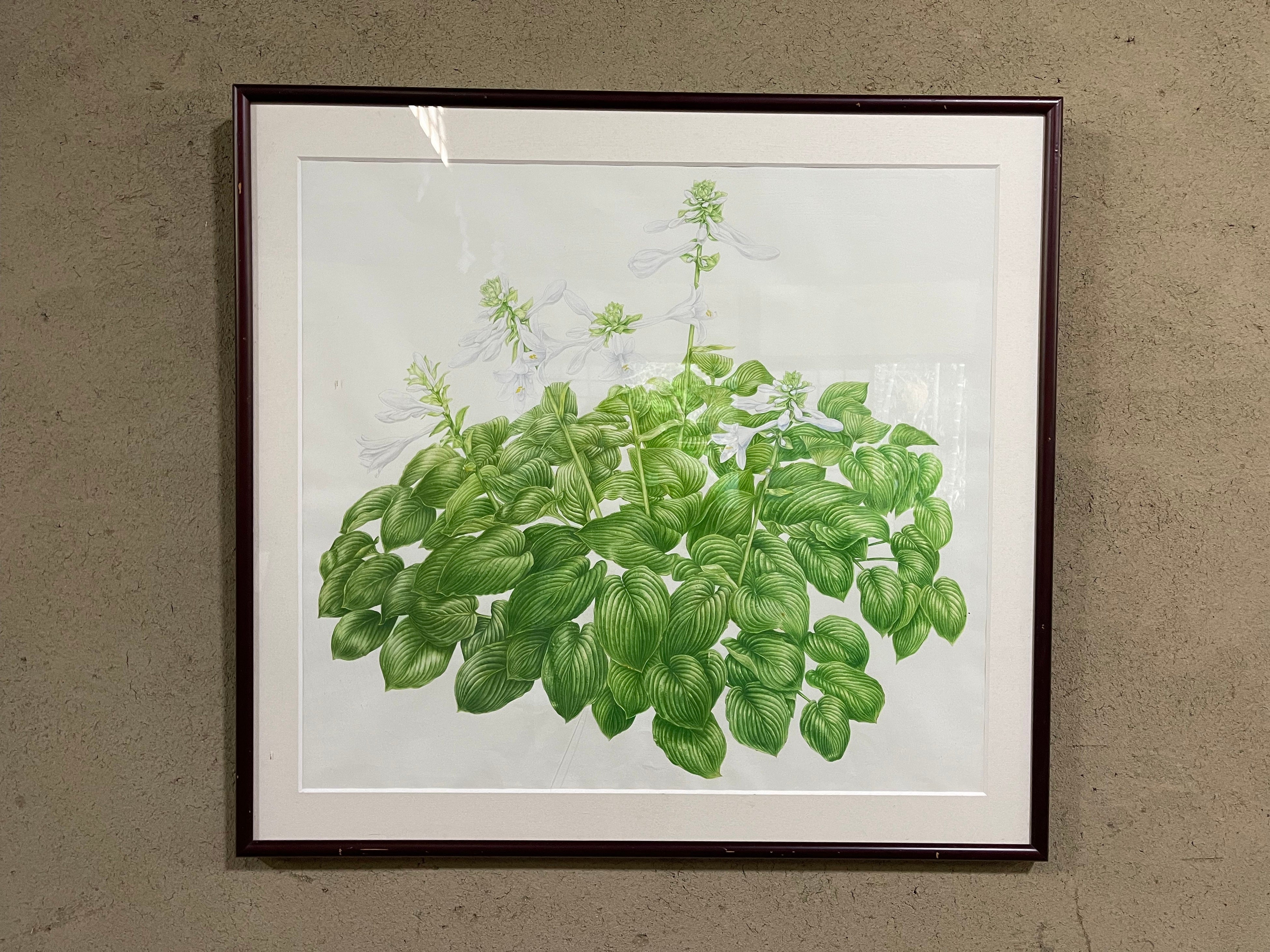 タマノカンザシ