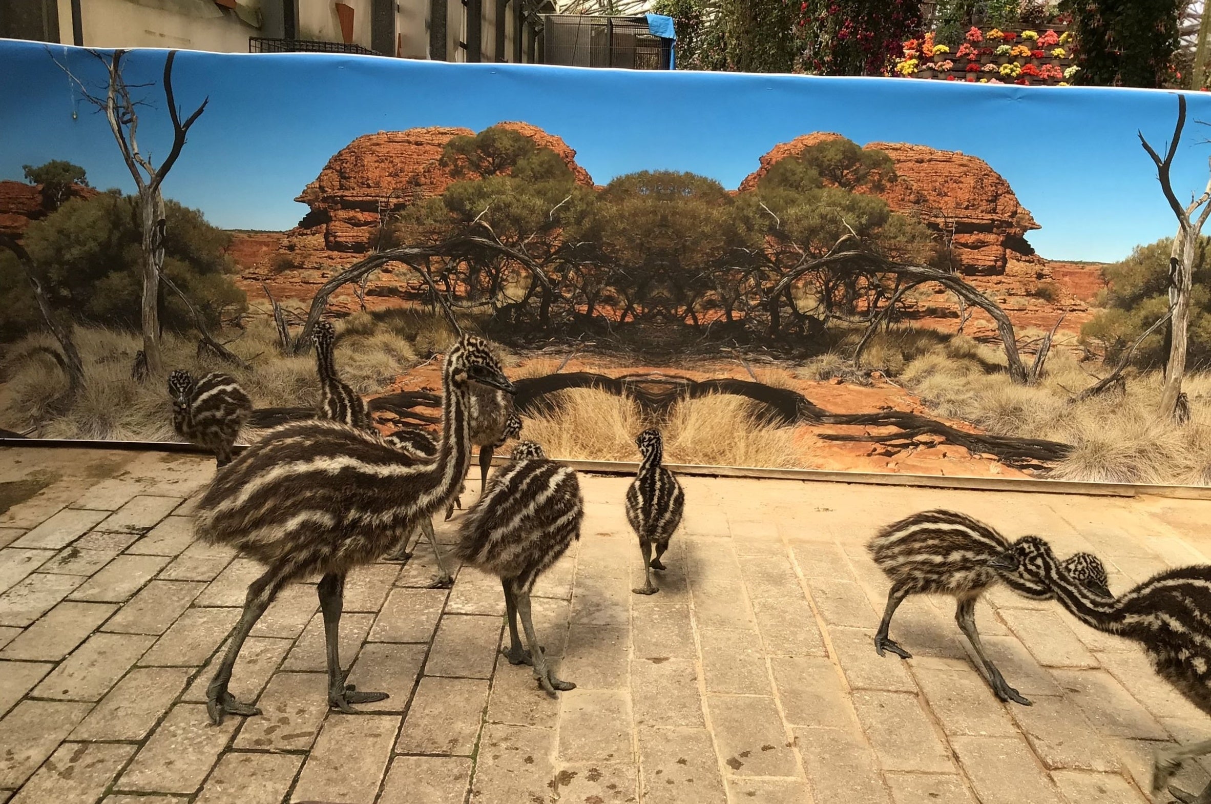 エミューのひな天国