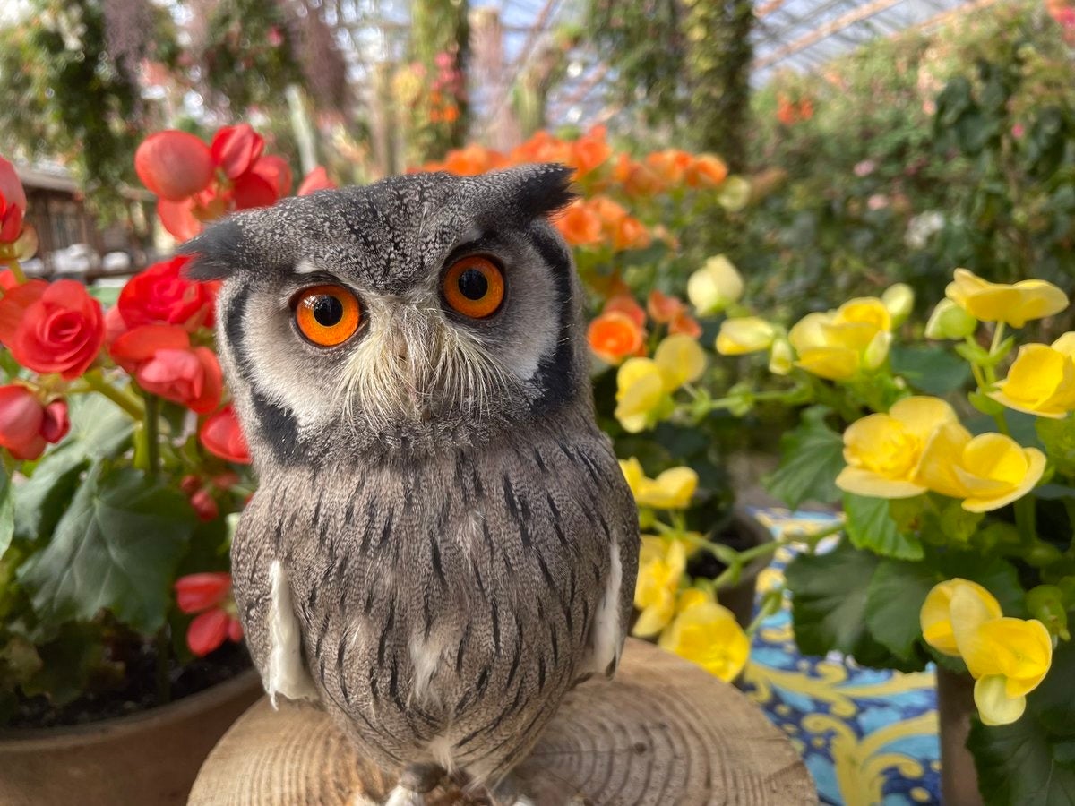 ポンちゃんもお待ちしてます