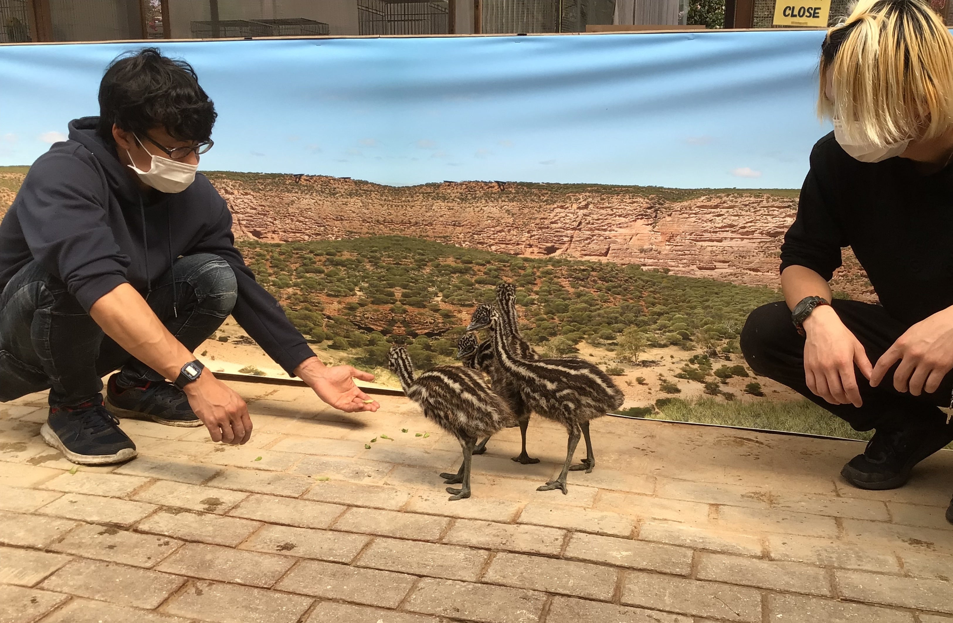 ヒナちゃんと戯れるスタッフ