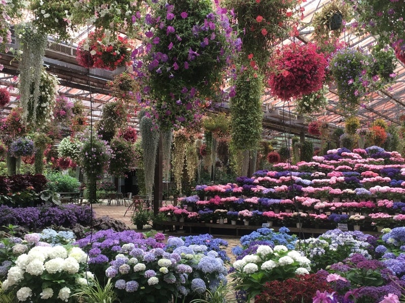 アジサイヒルズとハンギングフラワー