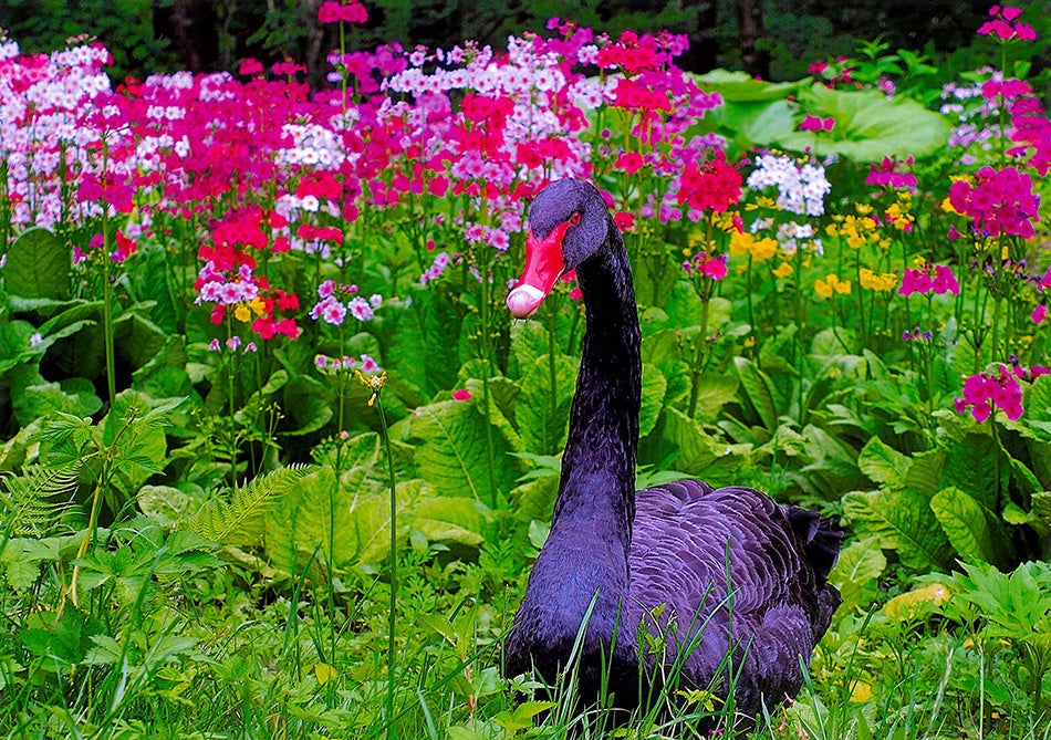 富士花鳥園フォトコンテスト2020 優秀賞 鈴木初美様 「お散歩」