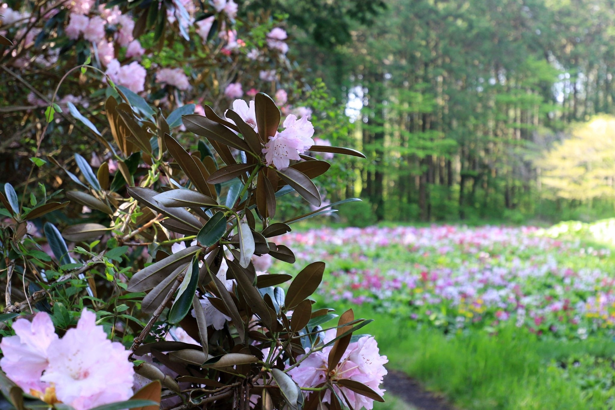 GWは襟裳シャクナゲとクリンソウの協演が