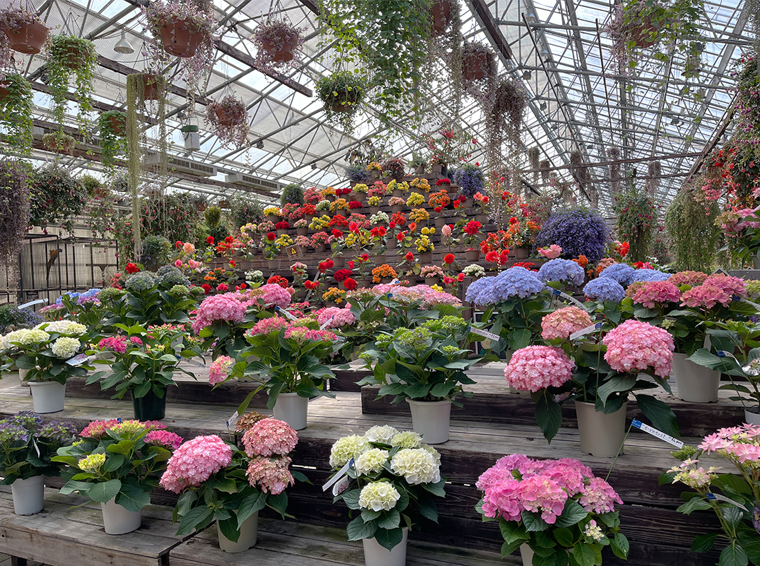 富士花鳥園ベゴニア富士山脇花売店