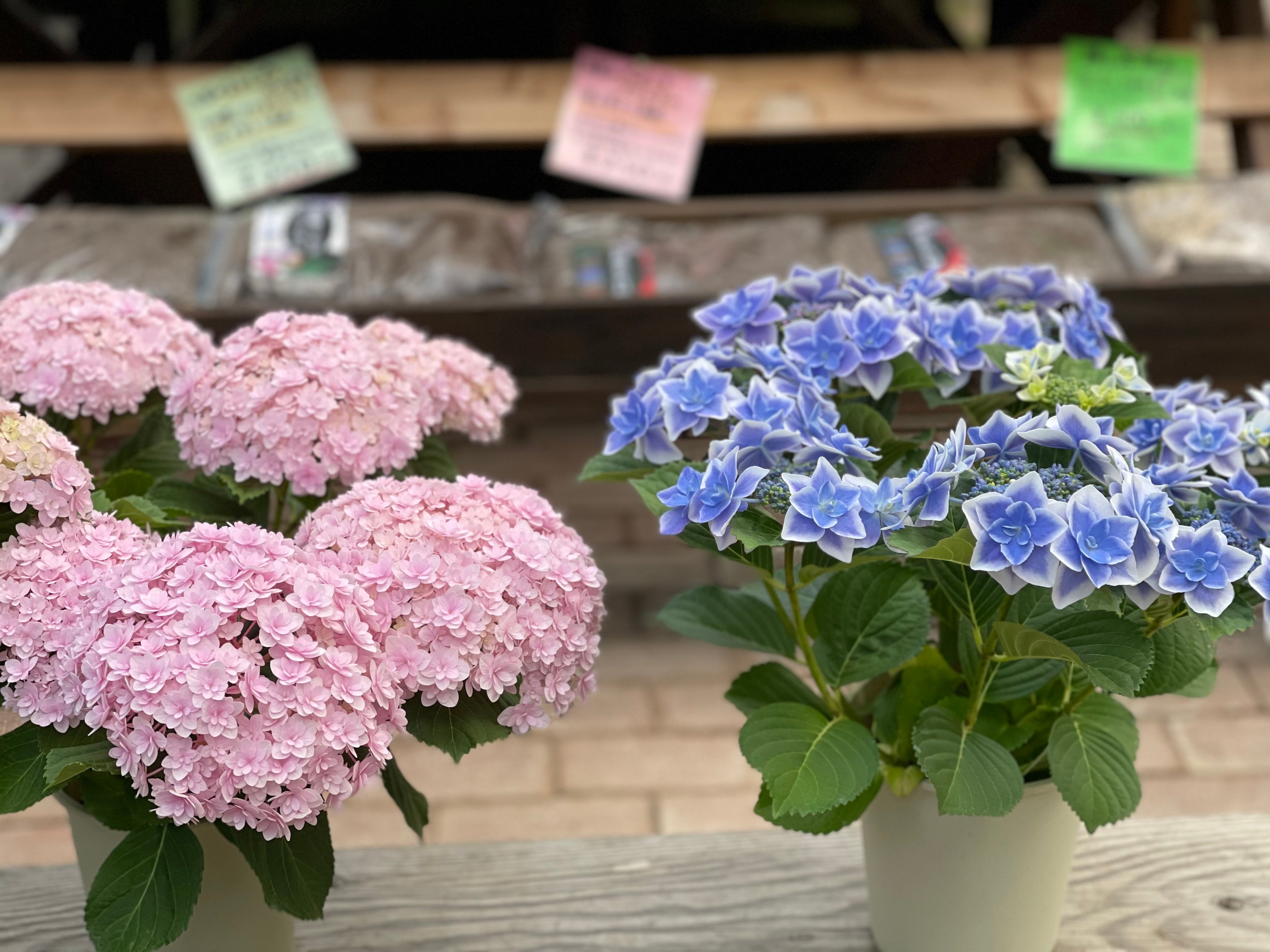 「テマリテマリ」と「コンペイトウ」