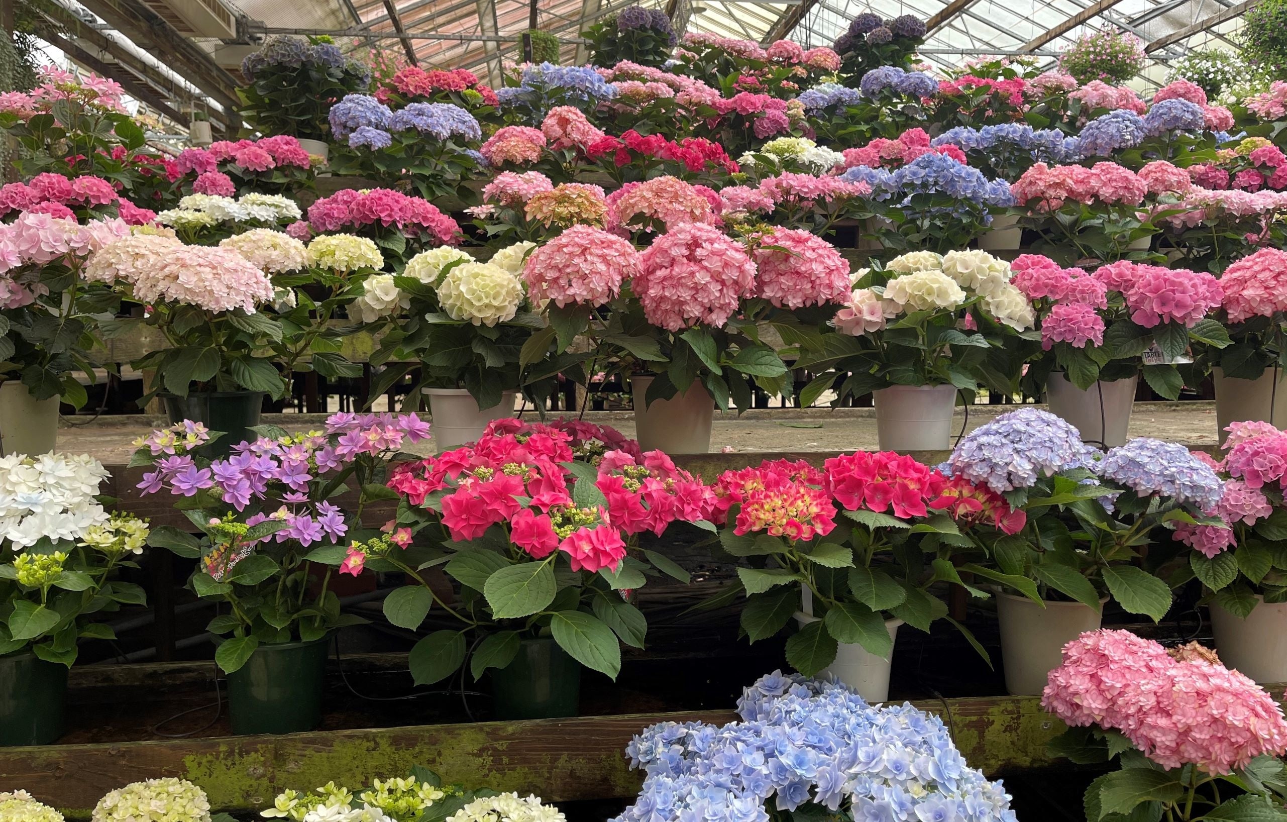 加茂荘花鳥園アジサイヒルズ2022