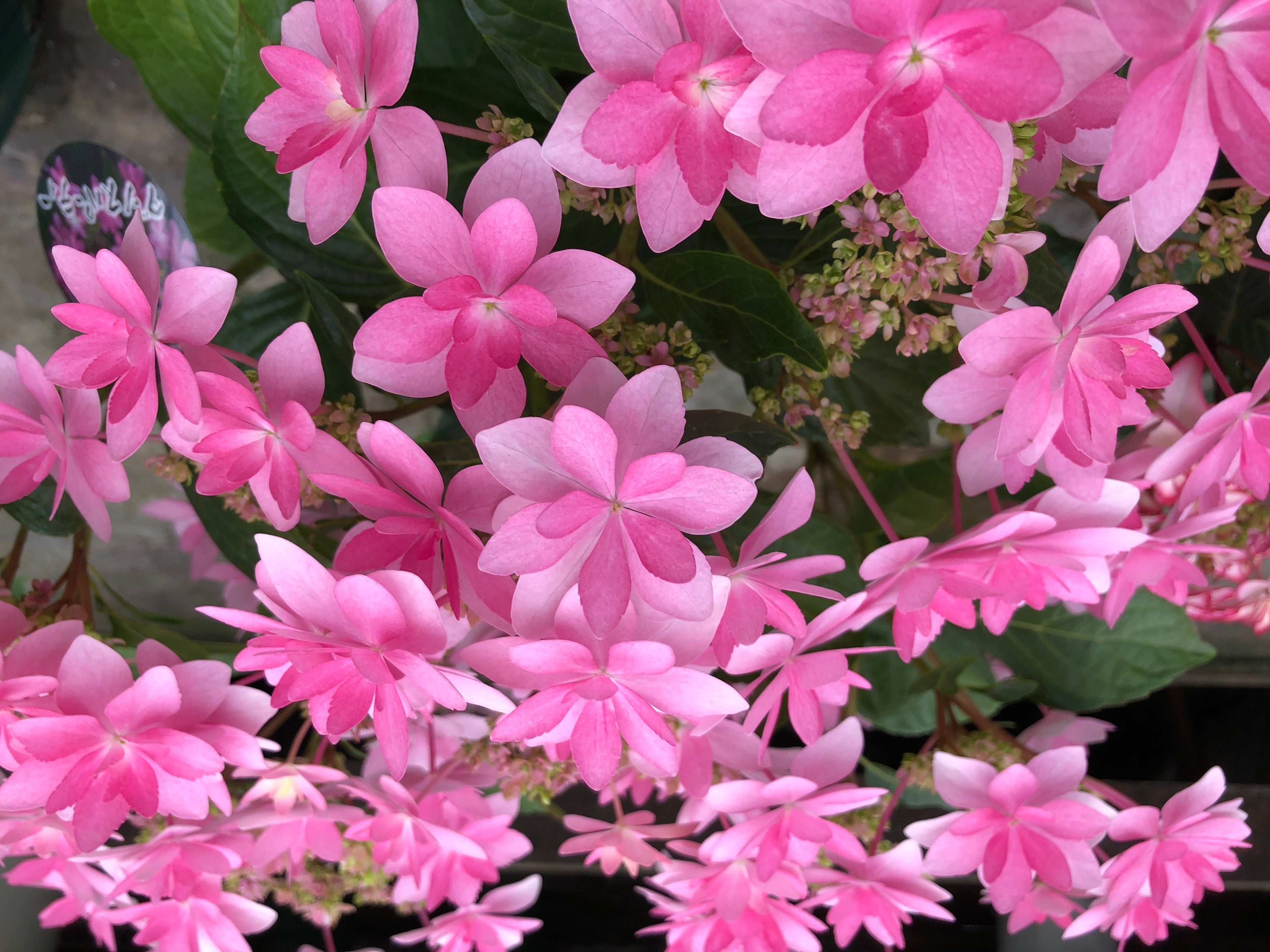 「ダンスパーティー」