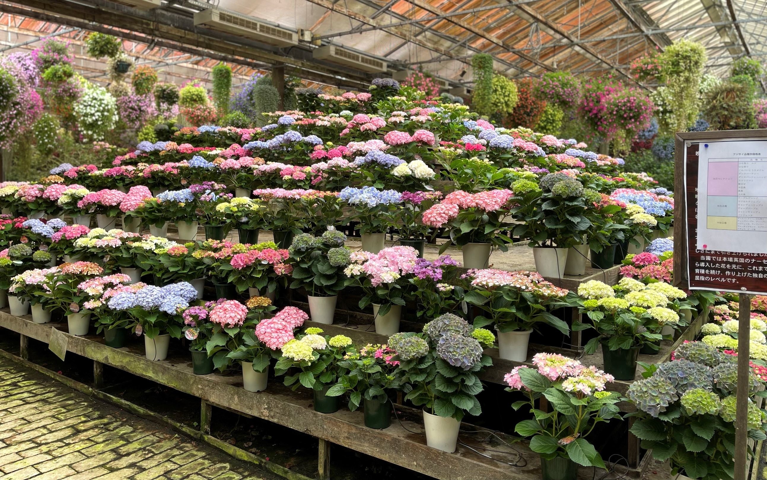 加茂荘花鳥園のアジサイヒルズ