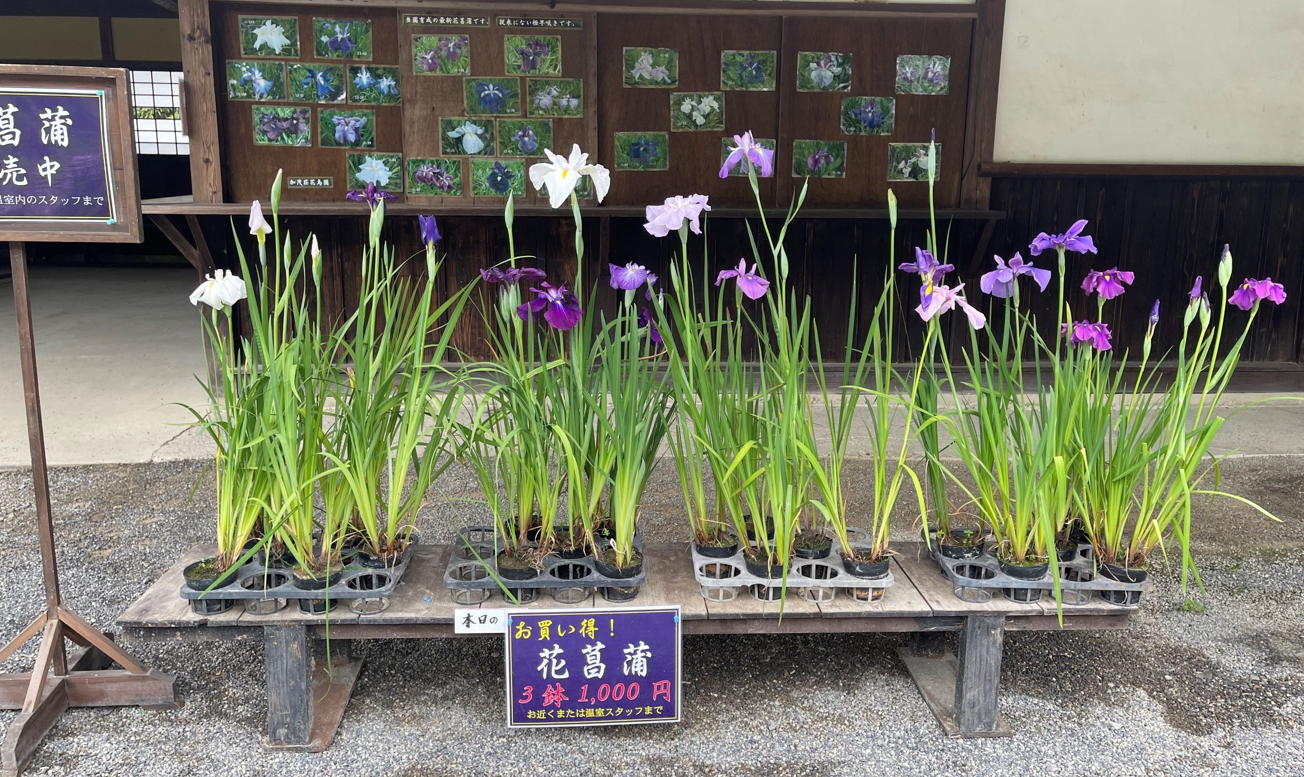 早咲き花菖蒲の販売