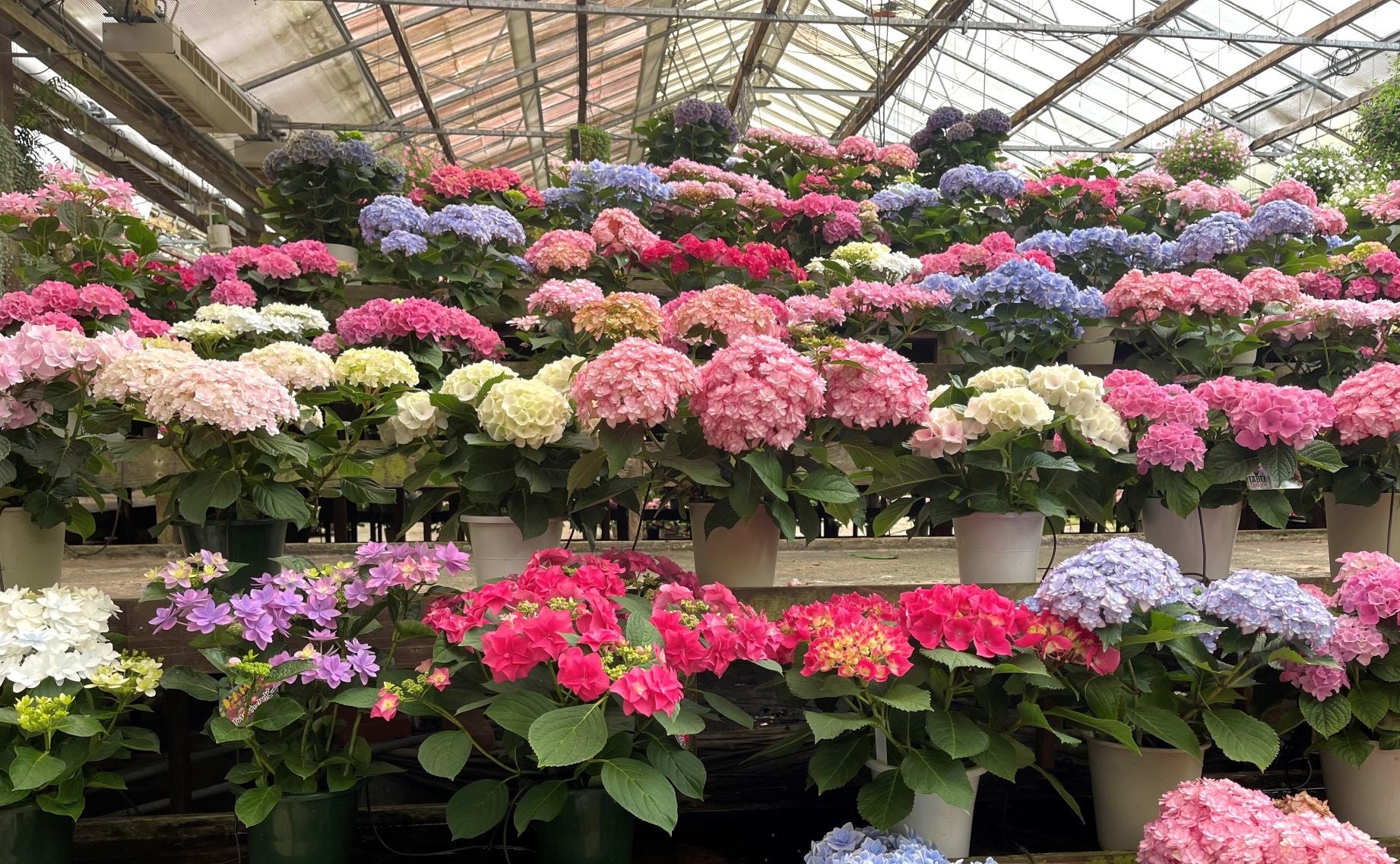 加茂荘花鳥園のアジサイヒルズ