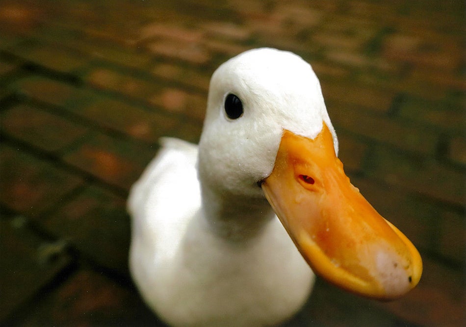 最優秀賞 江川鈴美様「ねぇねぇ、何しているの?」