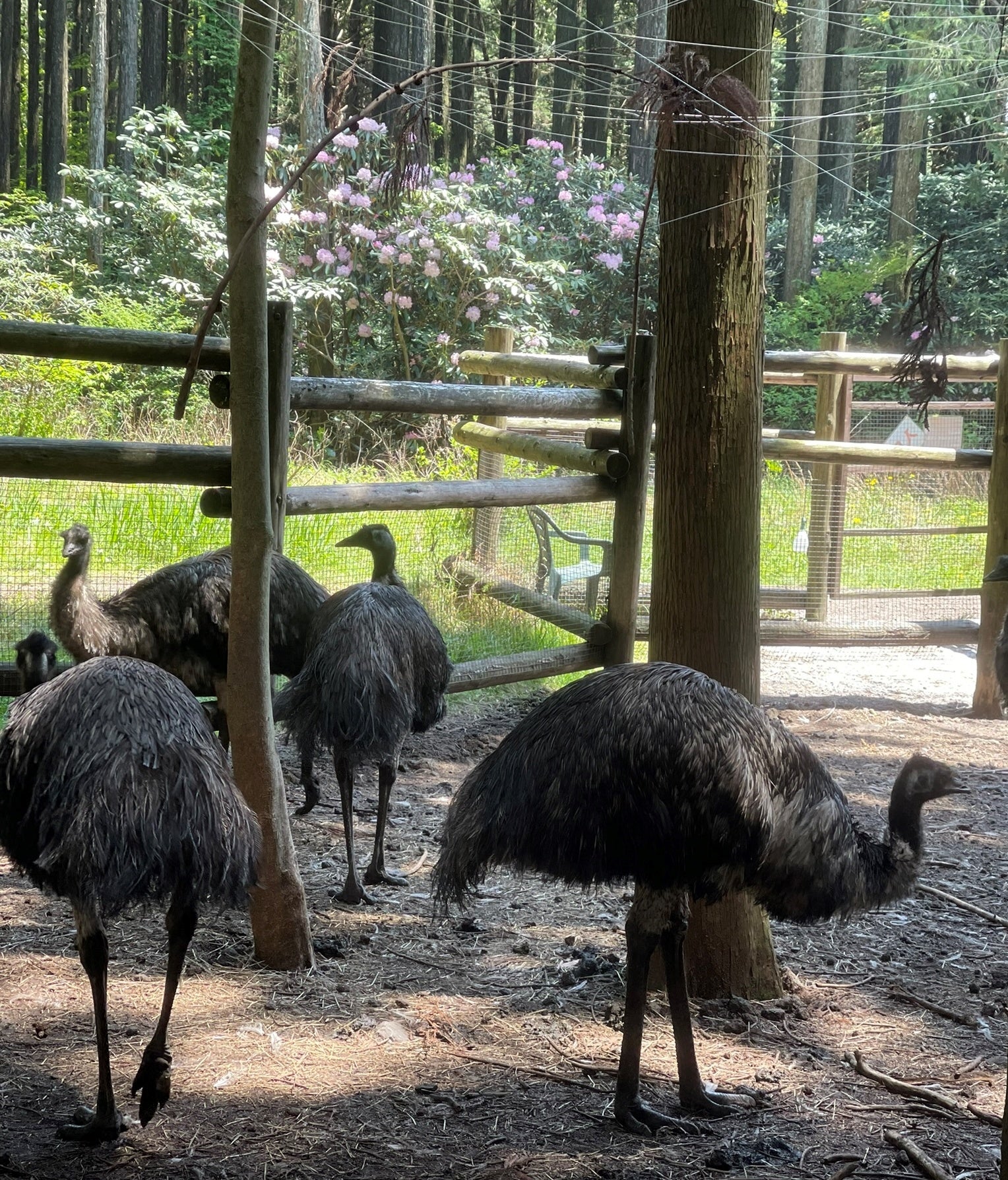 エミュー牧場の向こうのシャクナゲ