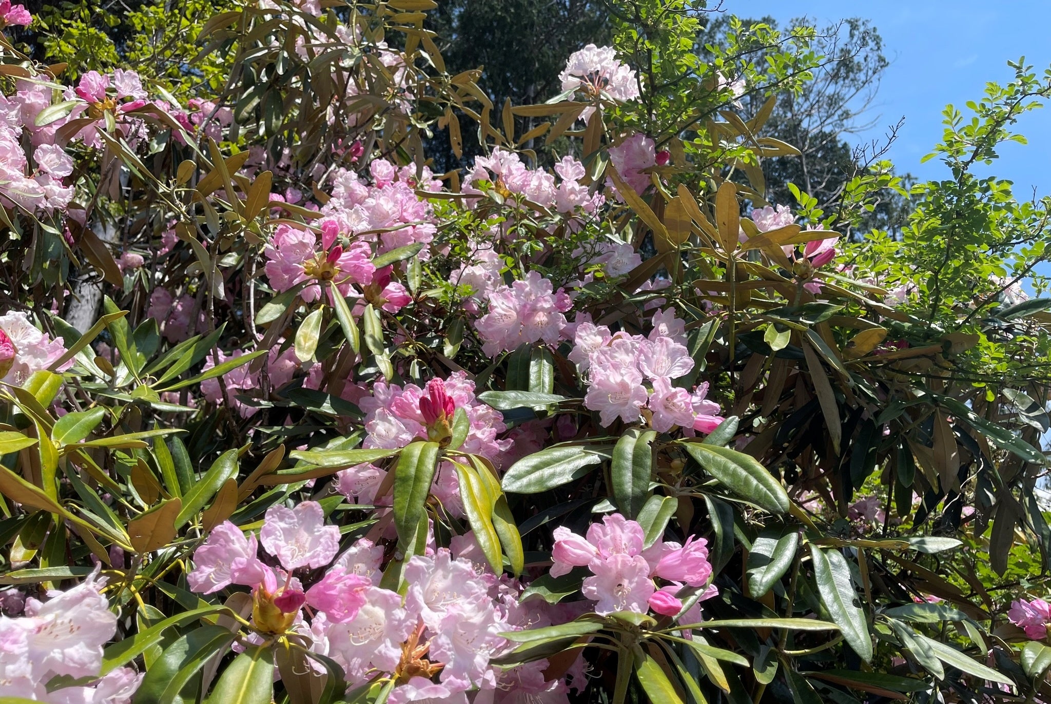 満開のエリモシャクナゲ