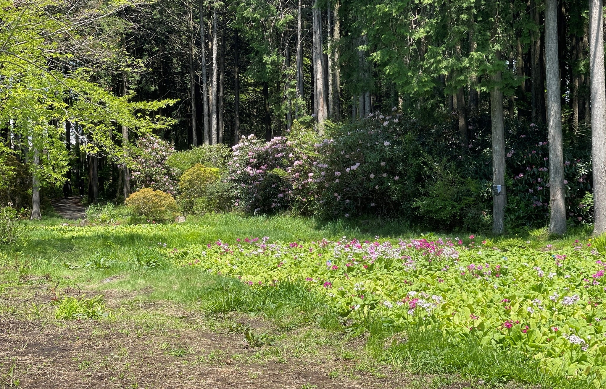 クリンソウ畑横のエリモシャクナゲ