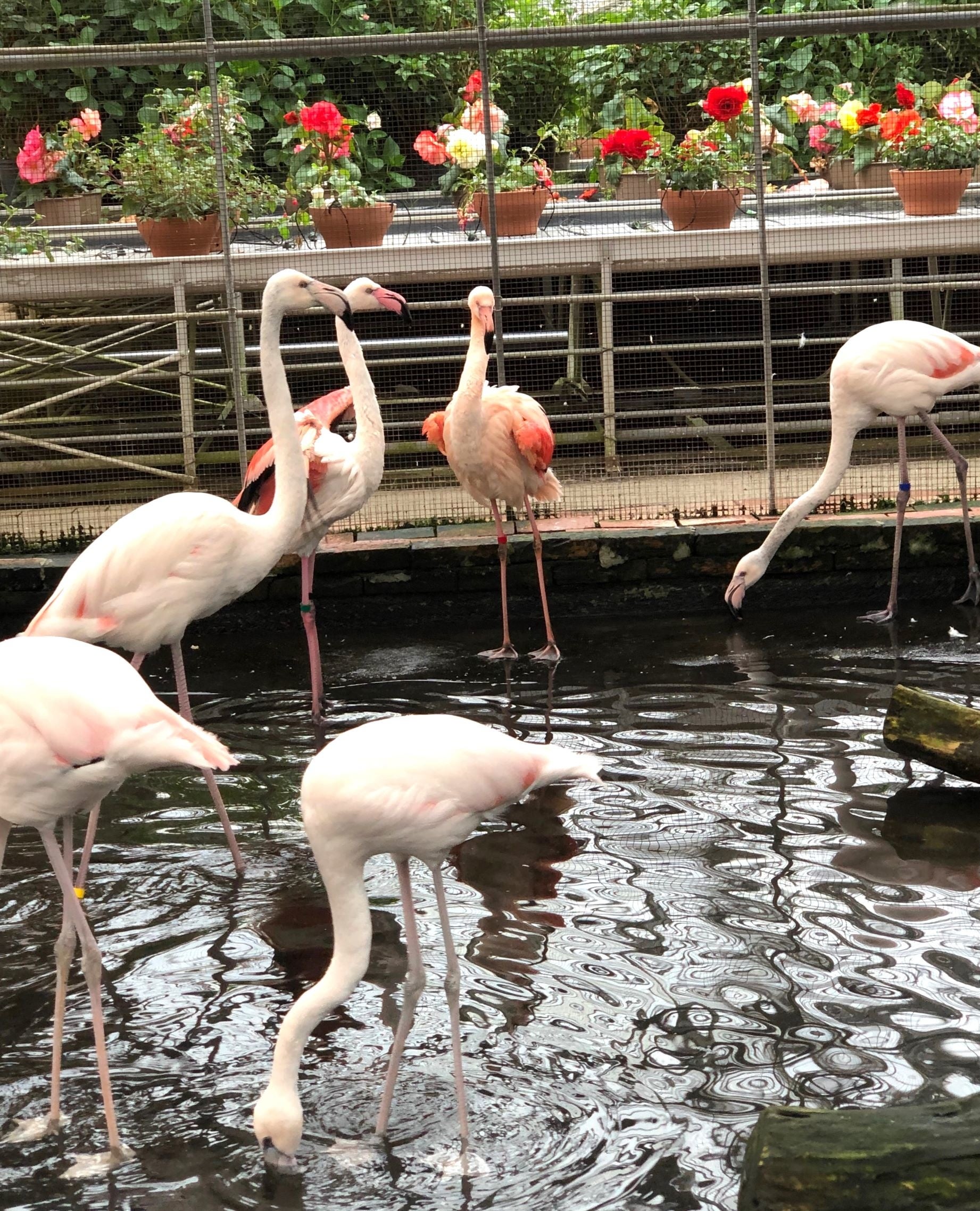富士花鳥園フラミンゴプール