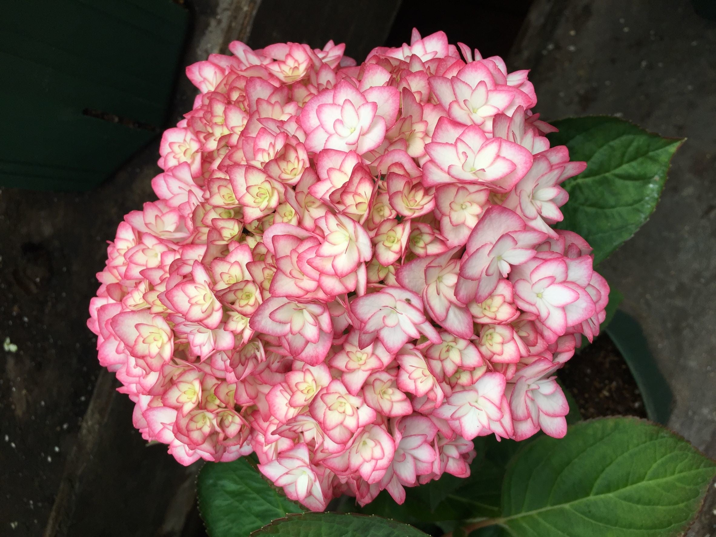 元祖「ひな祭り」