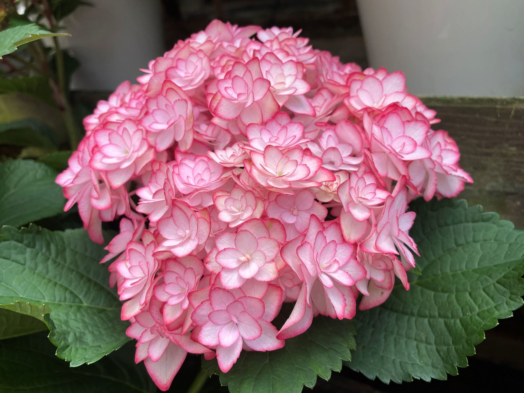 アジサイ新品種 ひな祭りルナ のご紹介 加茂荘花鳥園 静岡県掛川市 加茂株式会社のプレスリリース アジサイ新品種 ひな祭りルナ のご紹介 加茂荘花鳥園 静岡県掛川市 加茂株式会社のプレスリリース