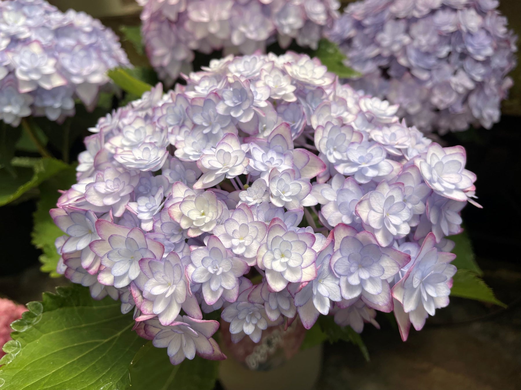 アジサイ新品種 ひな祭りルナ のご紹介 加茂荘花鳥園 静岡県掛川市 加茂株式会社のプレスリリース アジサイ新品種 ひな祭りルナ のご紹介 加茂荘花鳥園 静岡県掛川市 加茂株式会社のプレスリリース