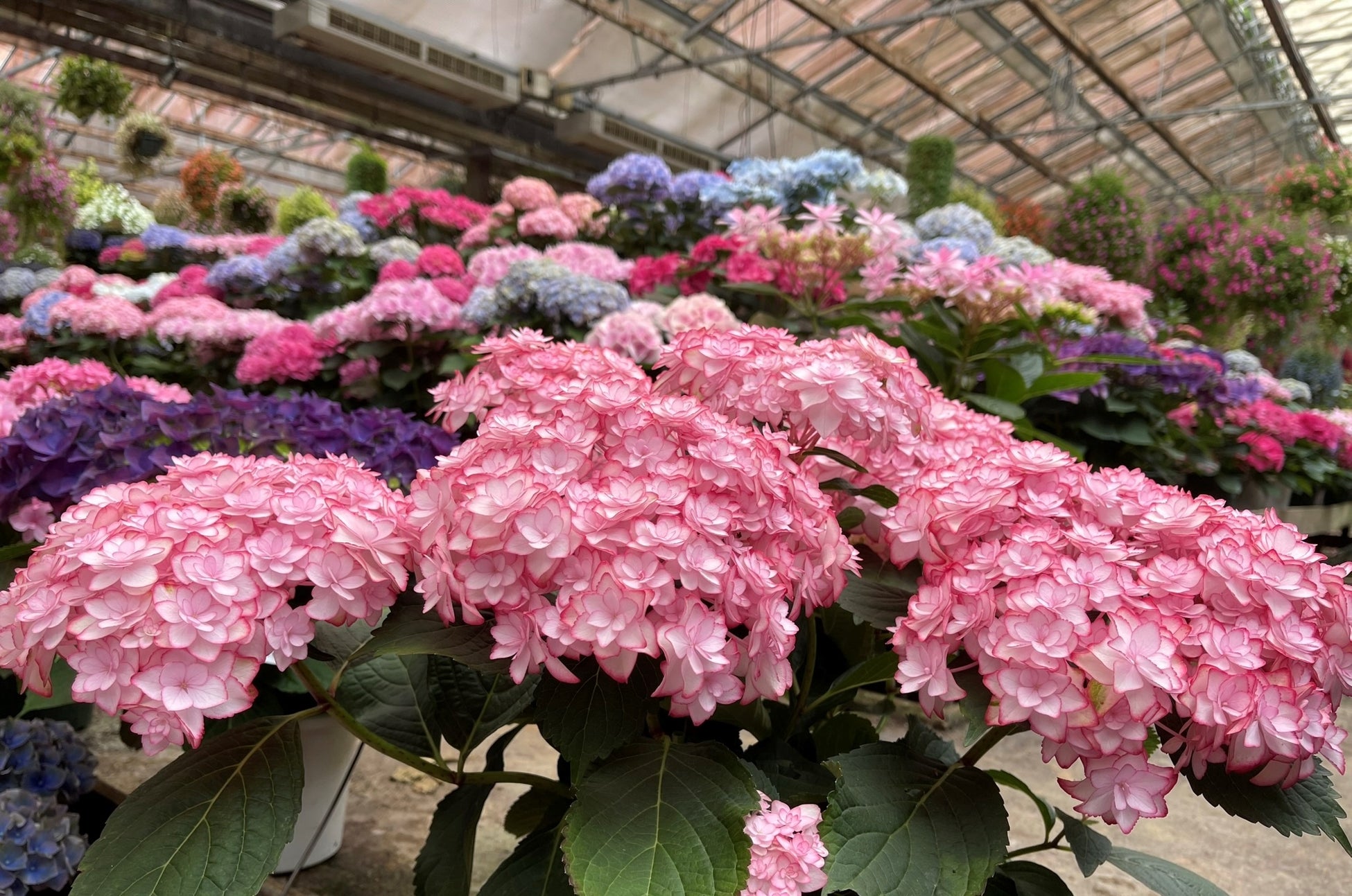 アジサイ新品種 ひな祭りルナ のご紹介 加茂荘花鳥園 静岡県掛川市 加茂株式会社のプレスリリース アジサイ新品種 ひな祭りルナ のご紹介 加茂荘花鳥園 静岡県掛川市 加茂株式会社のプレスリリース