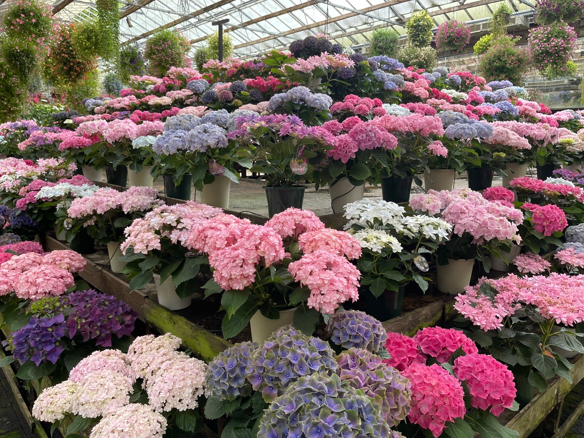 温室内アジサイヒルズ