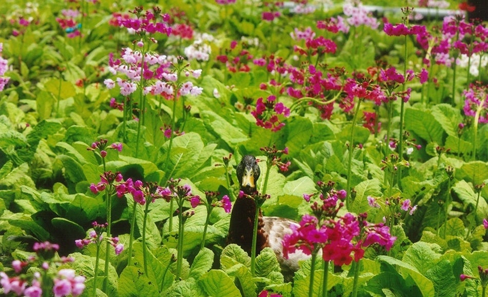富士花鳥園フォトコンテスト2017スマイル賞竹見哲様　「花園からこんにちわ」