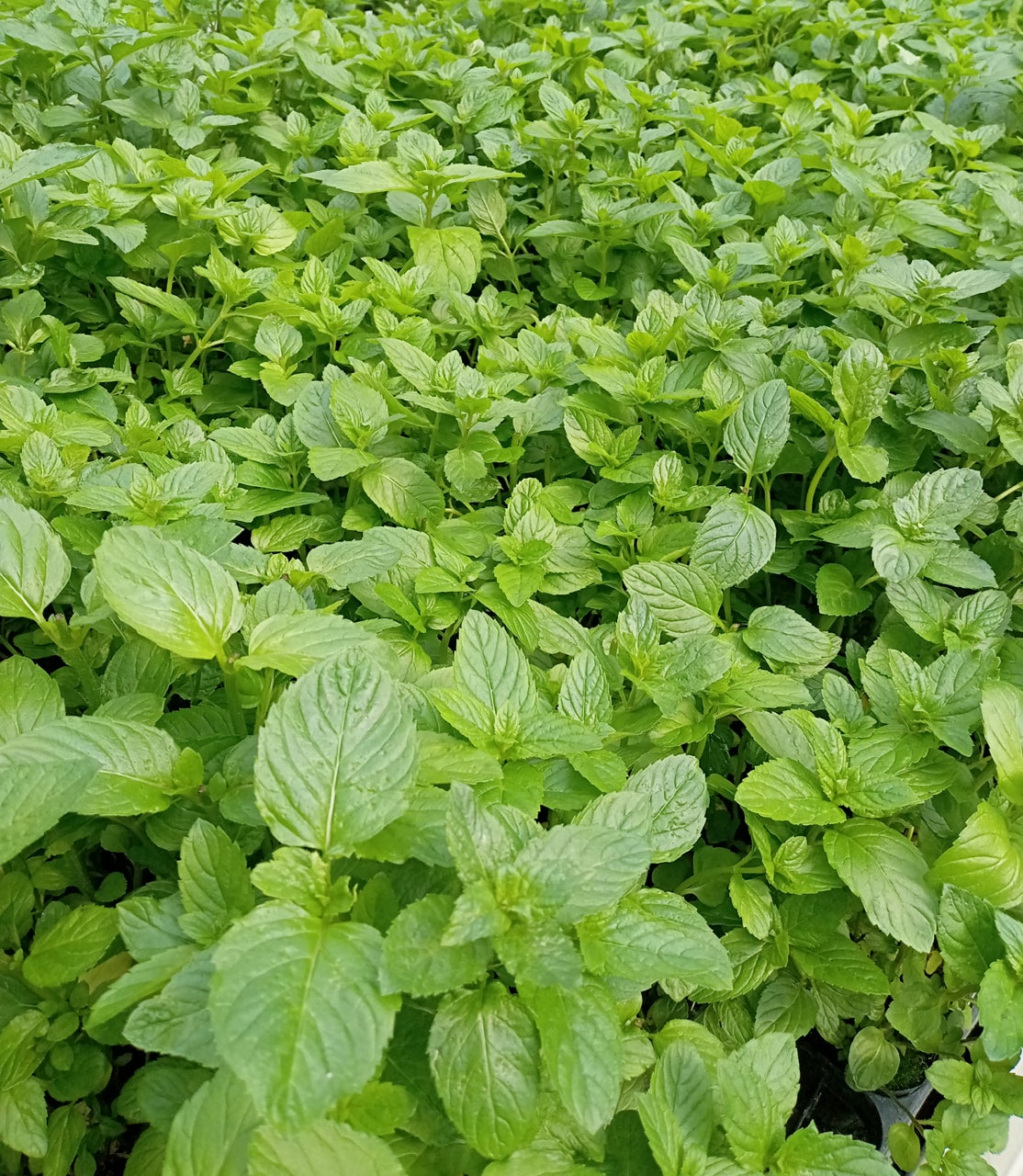 富士山麓の気候と天然水で育てた 富士山ミント のカットハーブ販売を始めました 富士花鳥園 静岡県富士宮市 加茂株式会社のプレスリリース 富士山麓の気候と天然水で育てた 富士山ミント のカットハーブ販売を始めました 富士花鳥園 静岡県富士宮市 加茂株式会社のプレスリリース