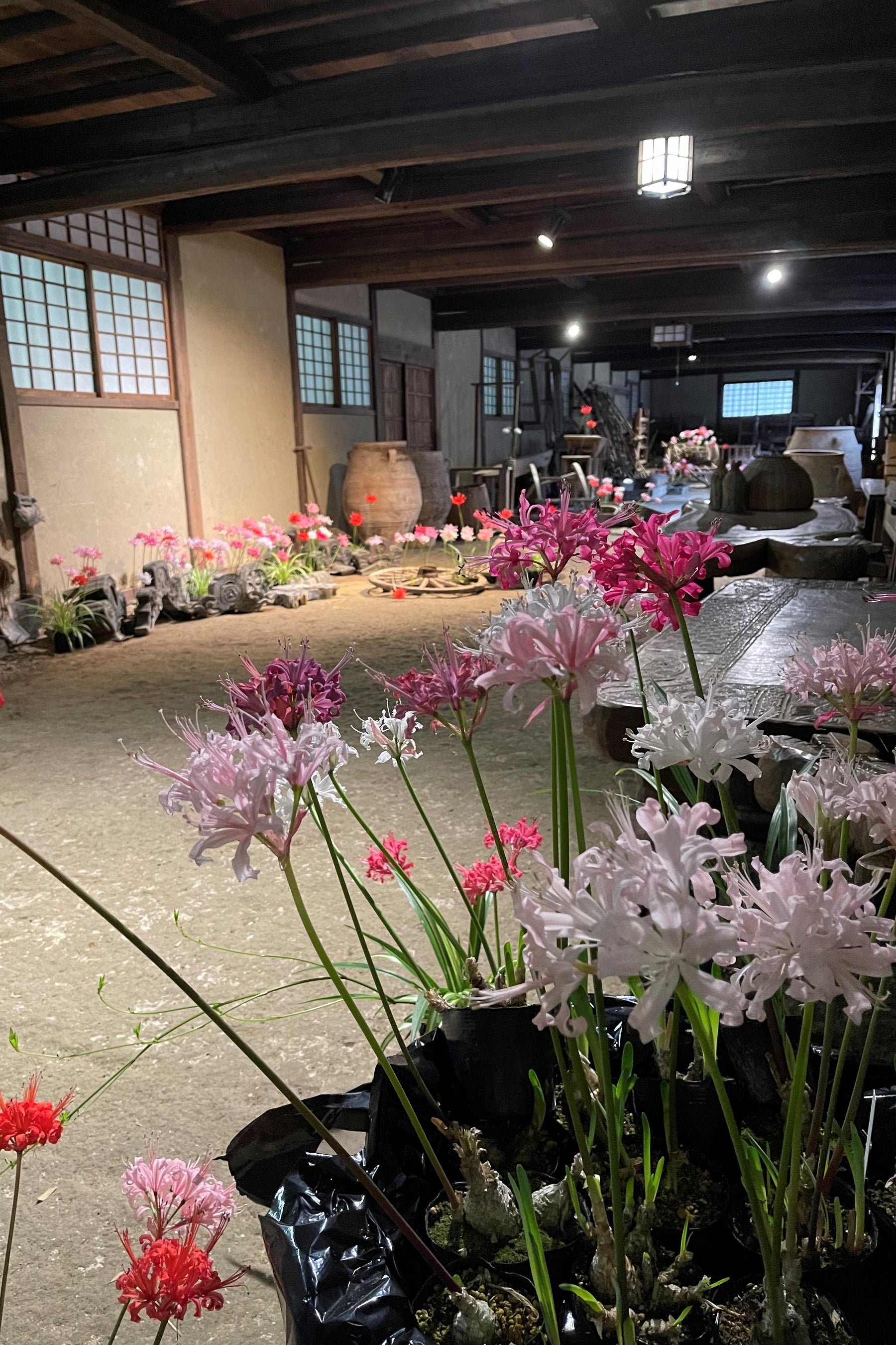 2021年11月1日撮影